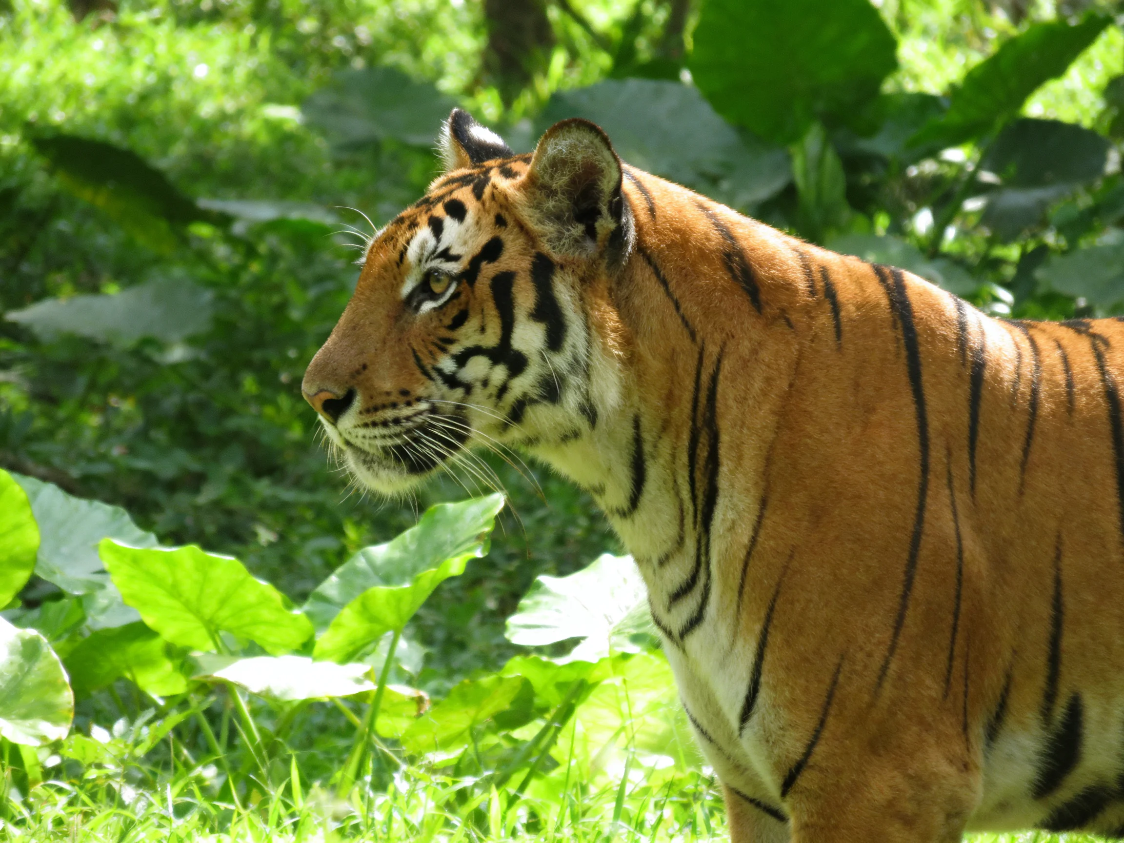 A tiger with orange fur and black stripes stands among lush green plants.