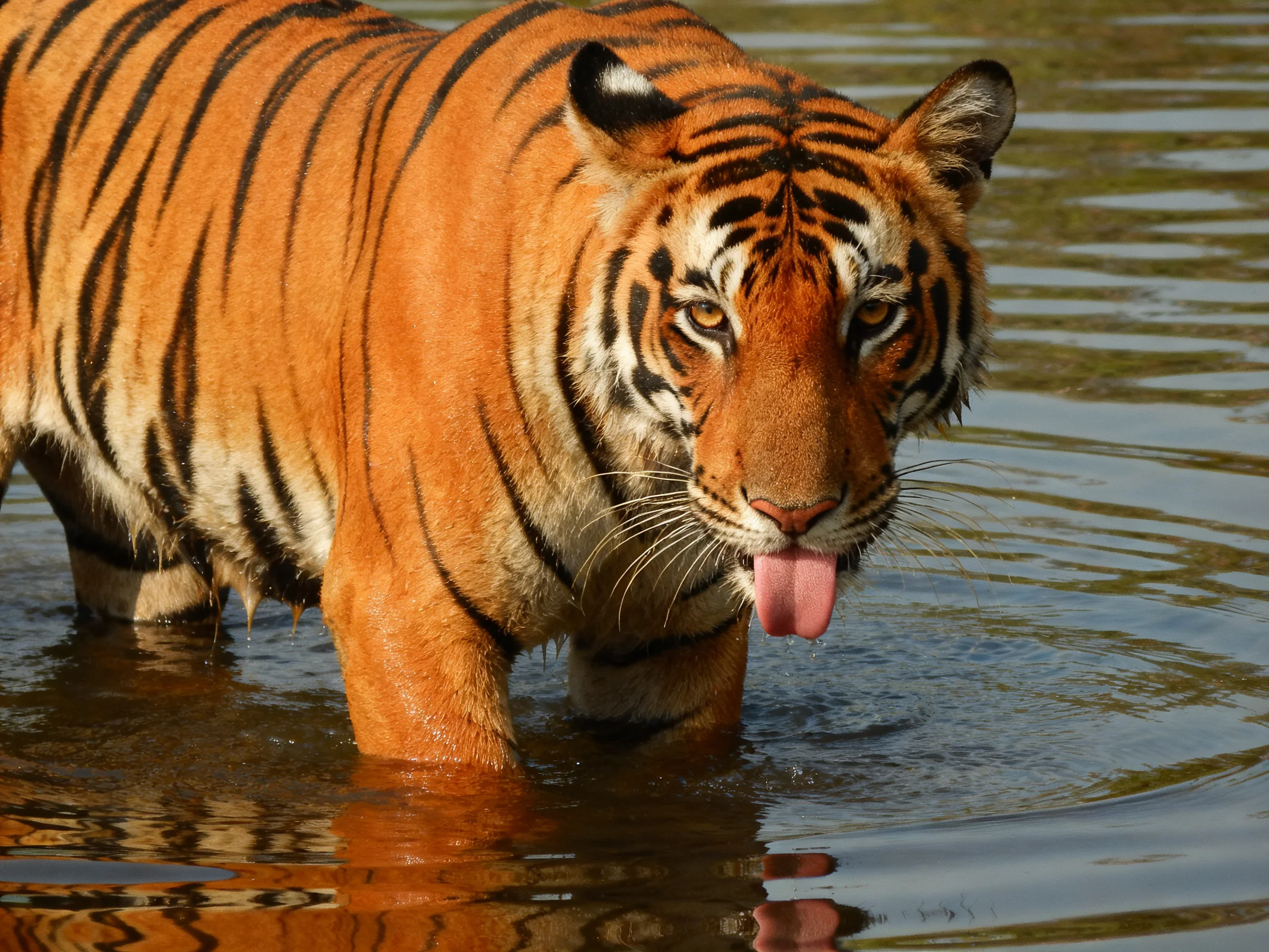 A tiger with orange fur and black stripes moves through water.