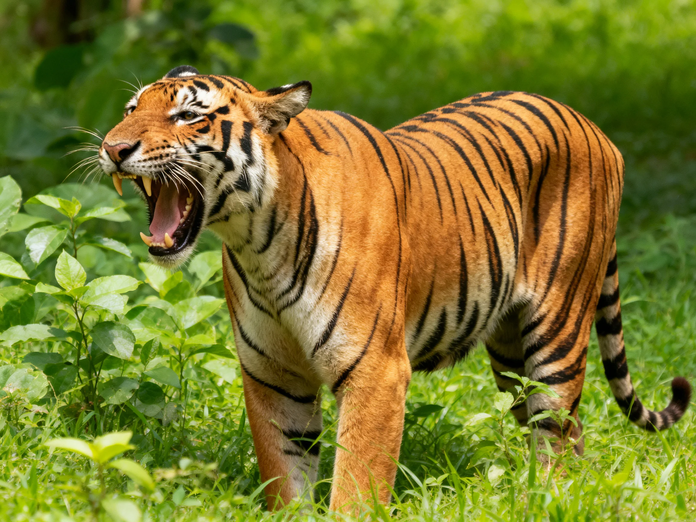 A tiger stands in lush greenery with its mouth open