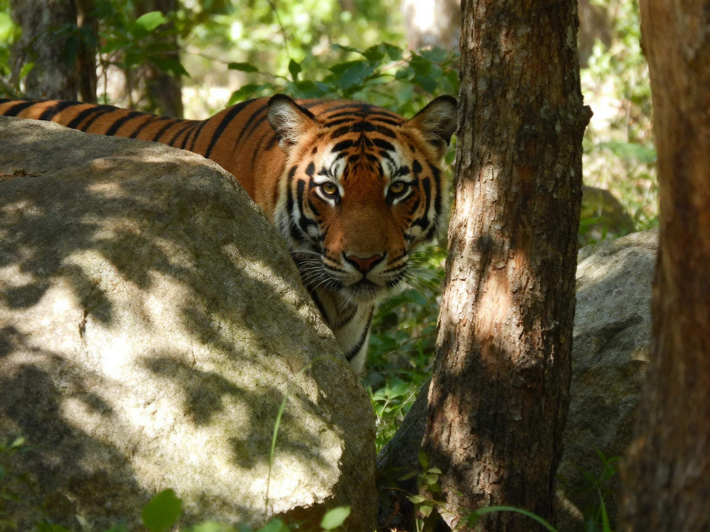 A tiger with orange stripes hides near large rocks in a sunlit forest