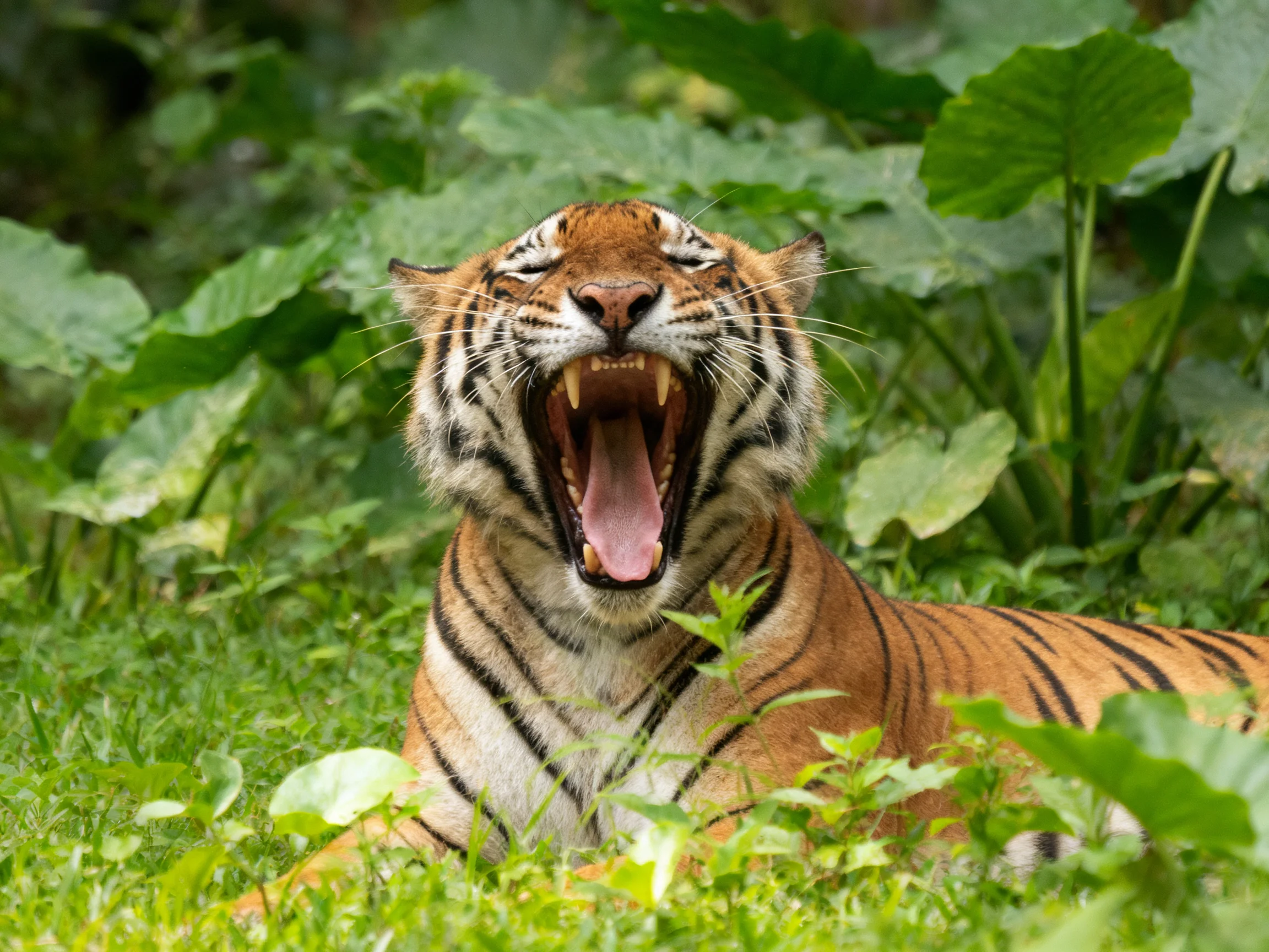 A tiger yawns widely while surrounded by thick green vegetation.