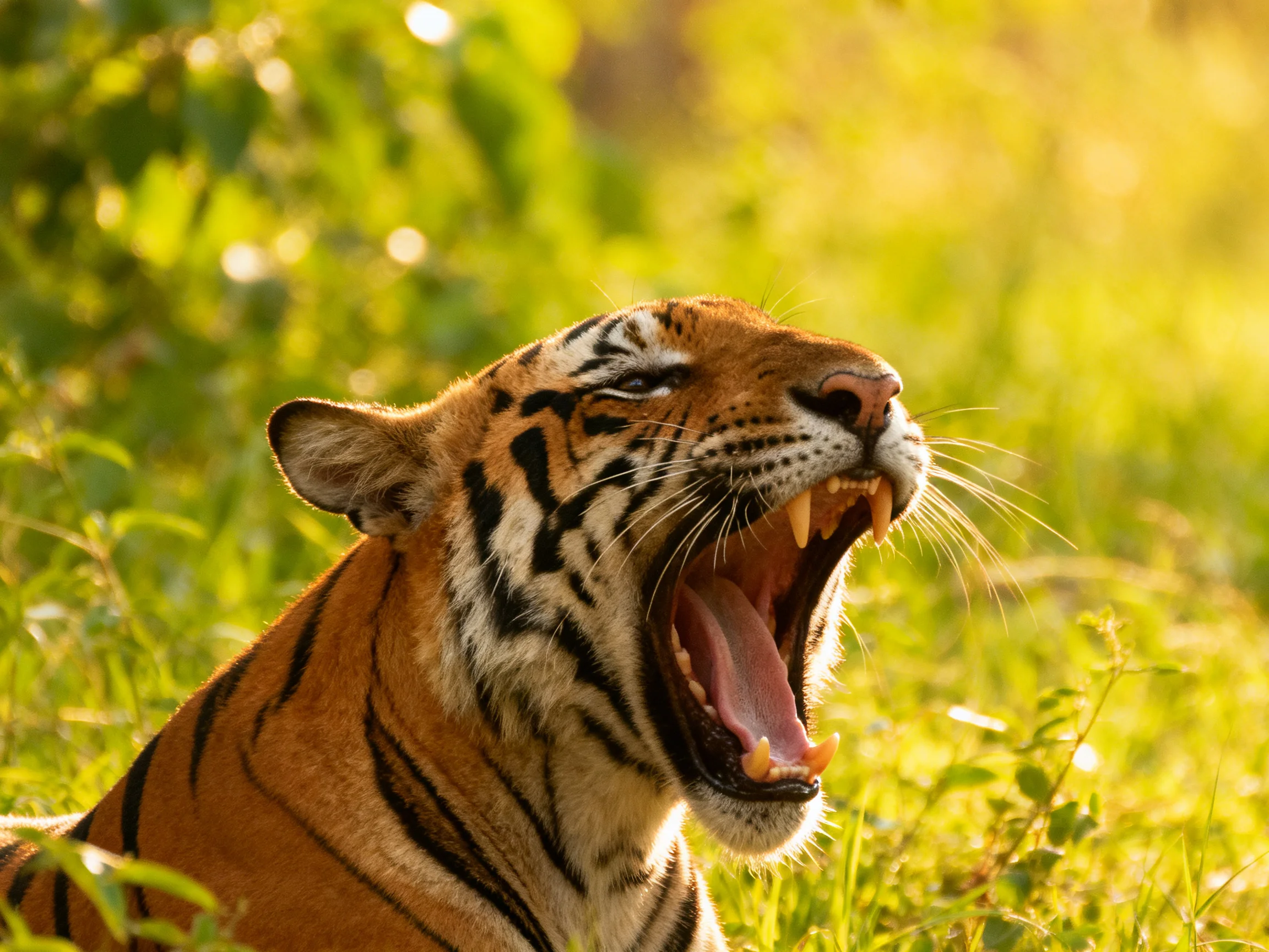 A tiger yawning amid lush greenery under golden sunlight