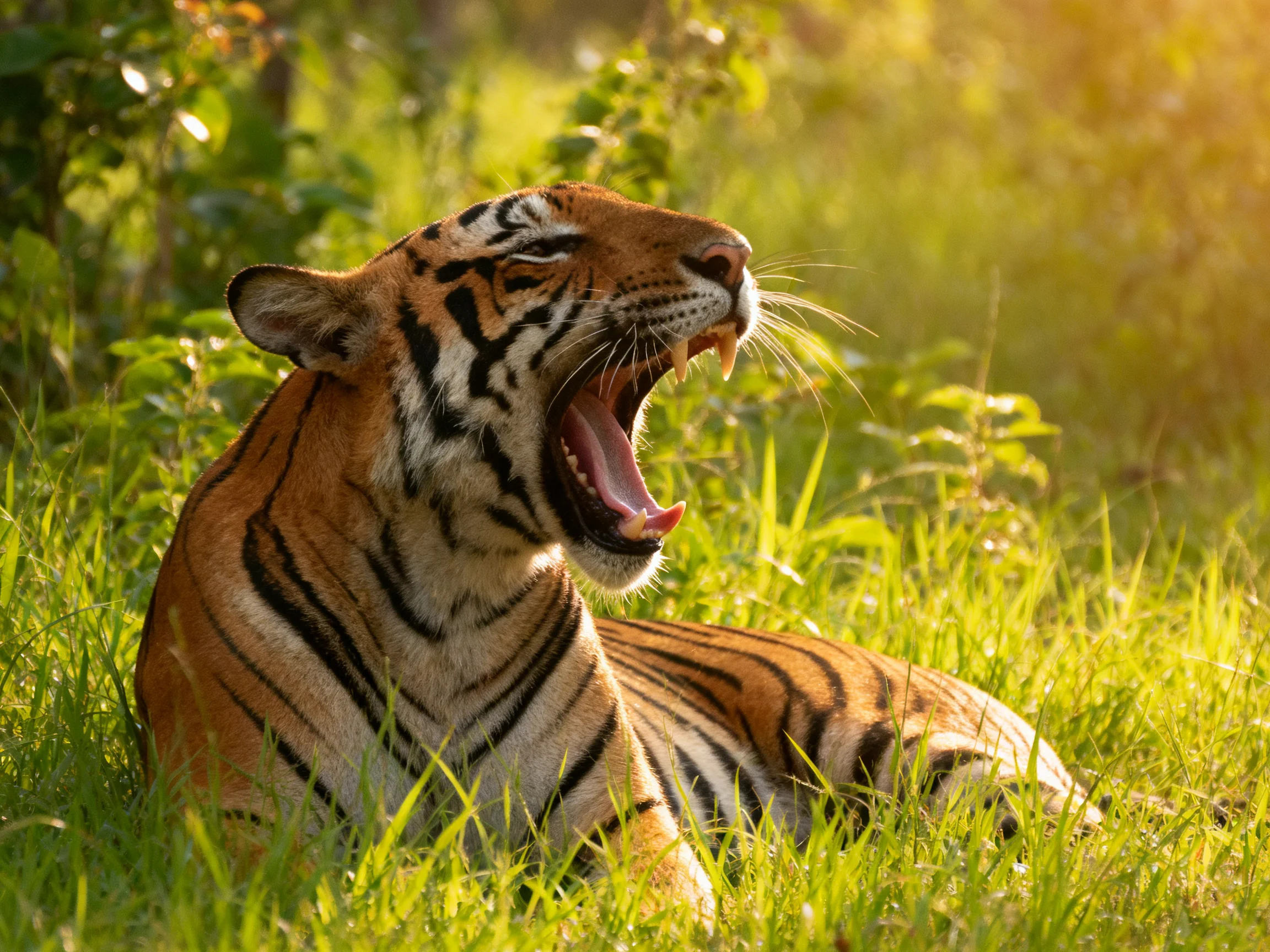 A tiger yawns while resting in tall green grass under sunny conditions.