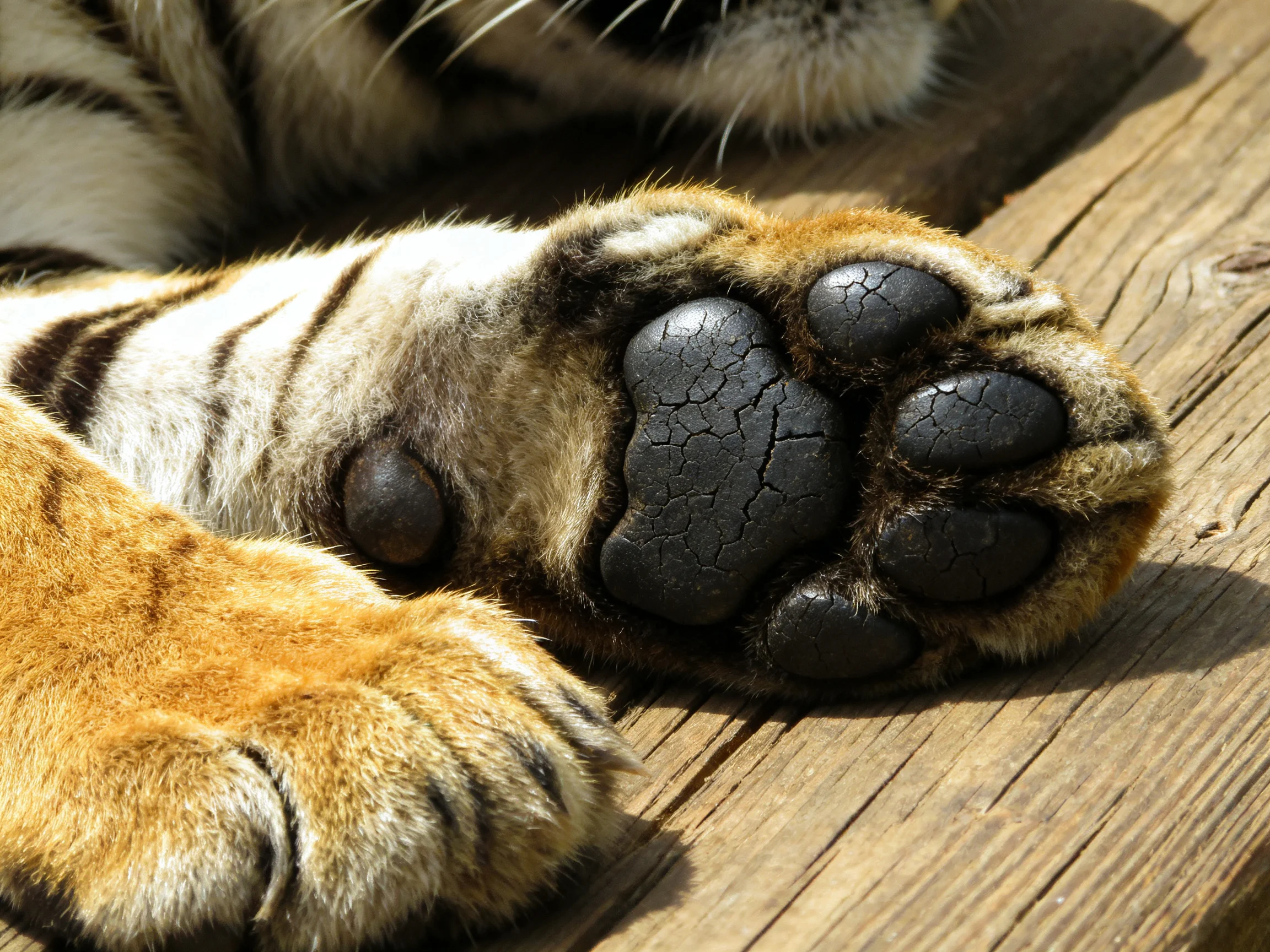 A tigers large black-pawed foot on a weathered wooden plank