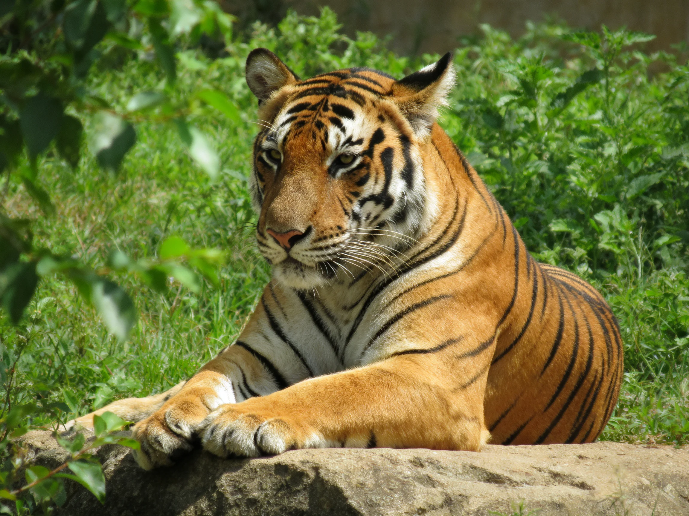 An orange tiger relaxes on a stone ledge amid lush vegetation.