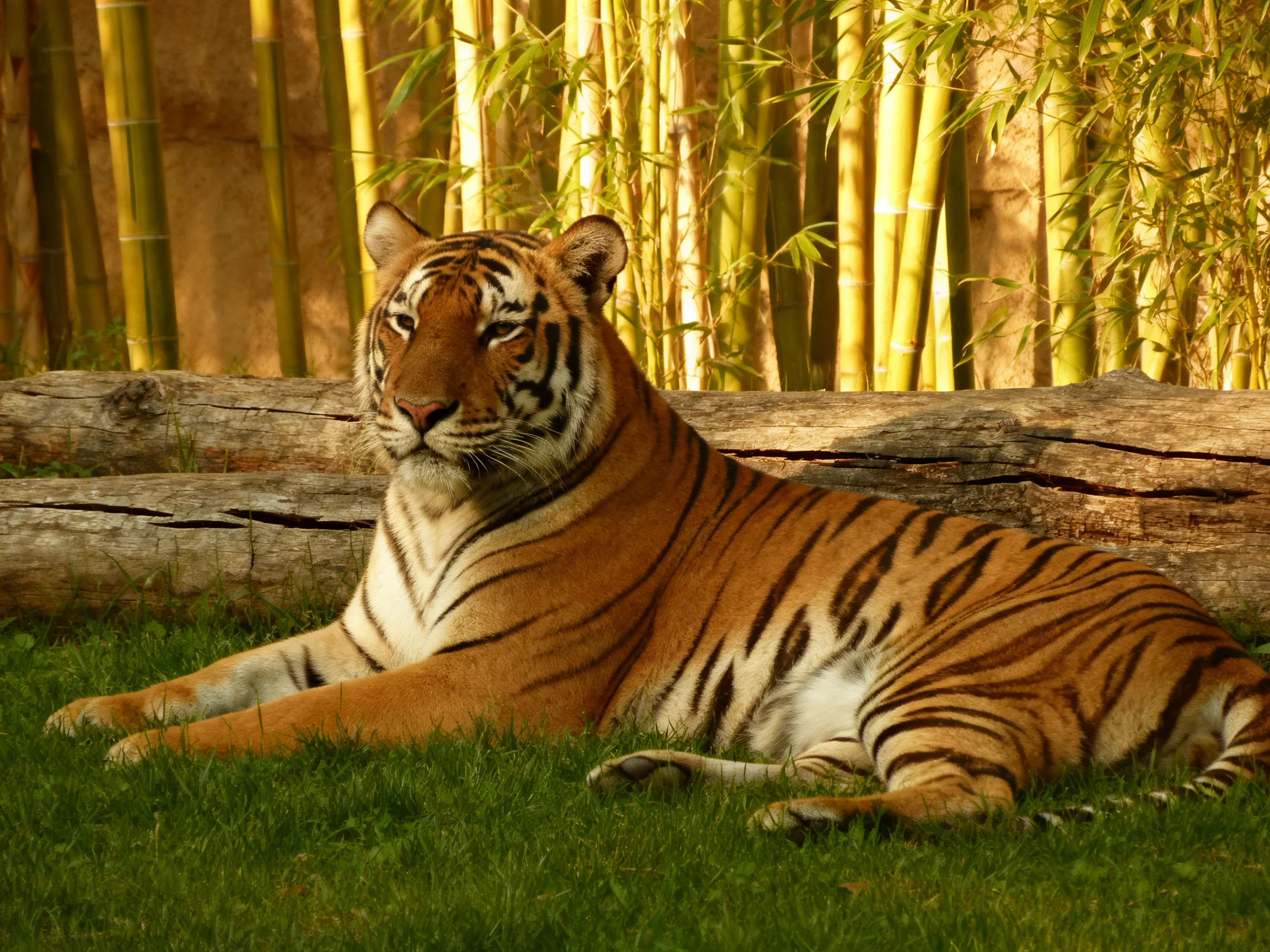 An orange tiger relaxes near bamboo and logs in a sunlit enclosure.