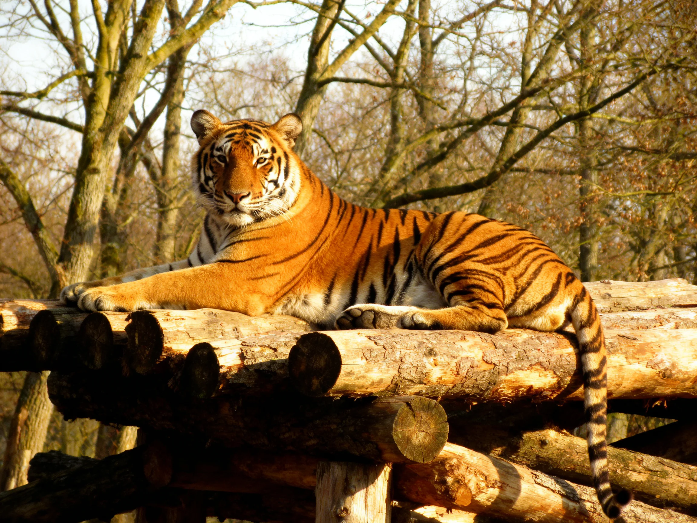 An orange tiger relaxes on stacked wooden logs in a wooded area with bare trees