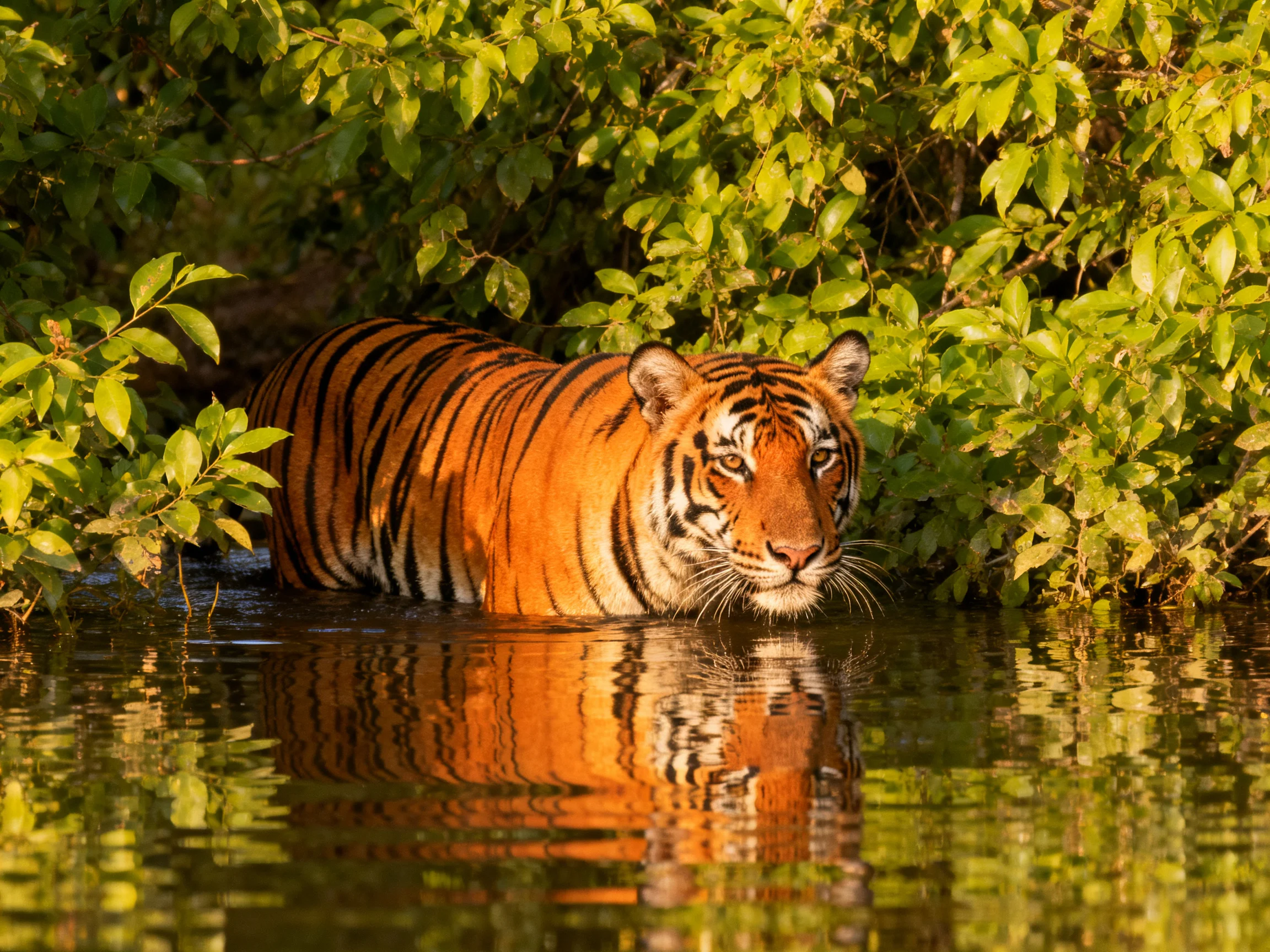A vibrant orange tiger wades through calm water amid lush greenery