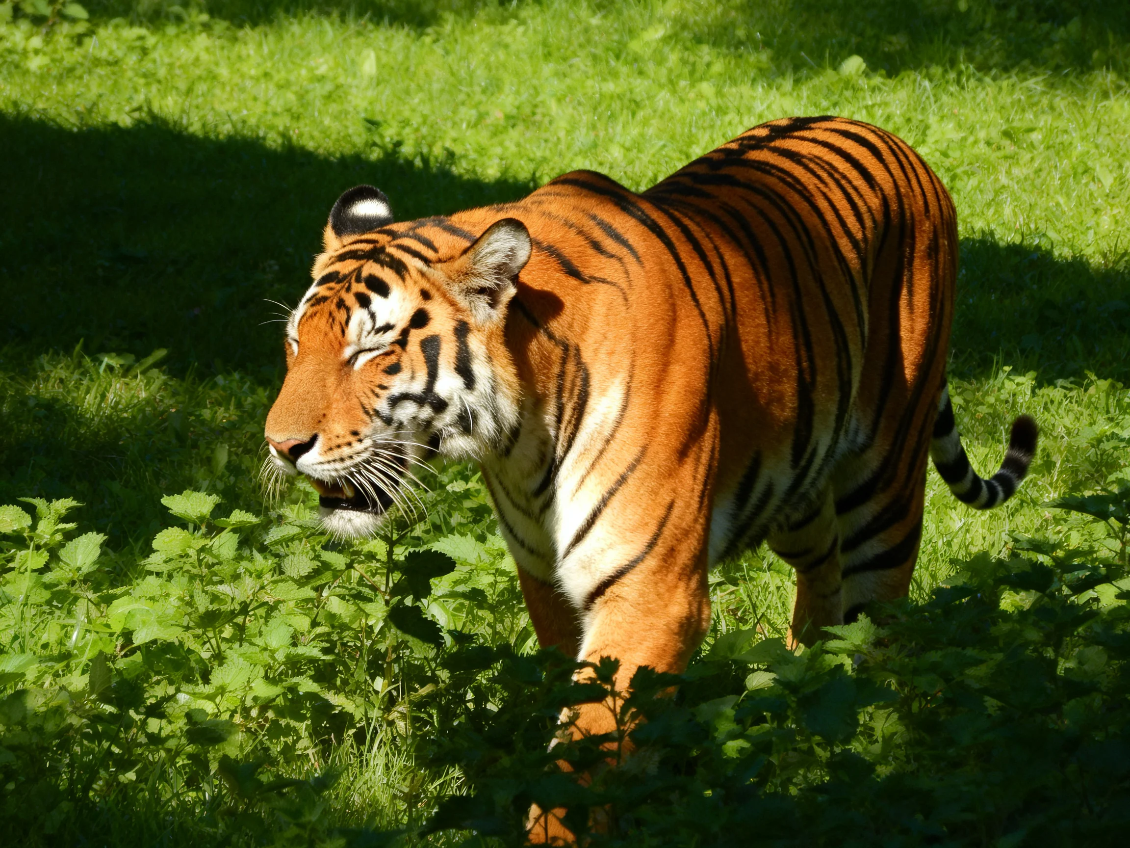An orange tiger moves through dense green vegetation in bright daylight.