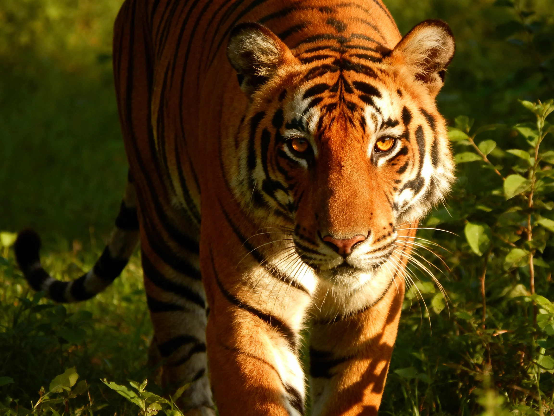 An orange tiger with black stripes wanders through sunlit greenery.