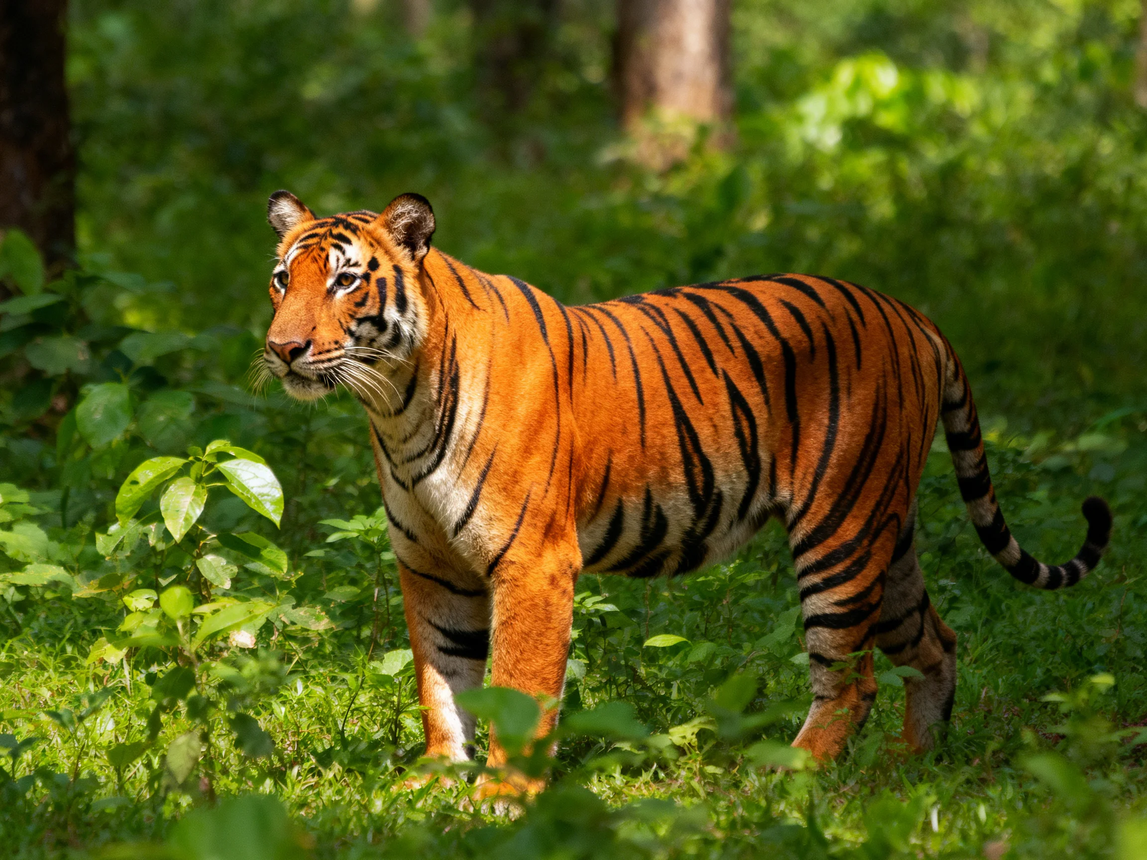 An orange tiger with black stripes moves through dense green foliage.