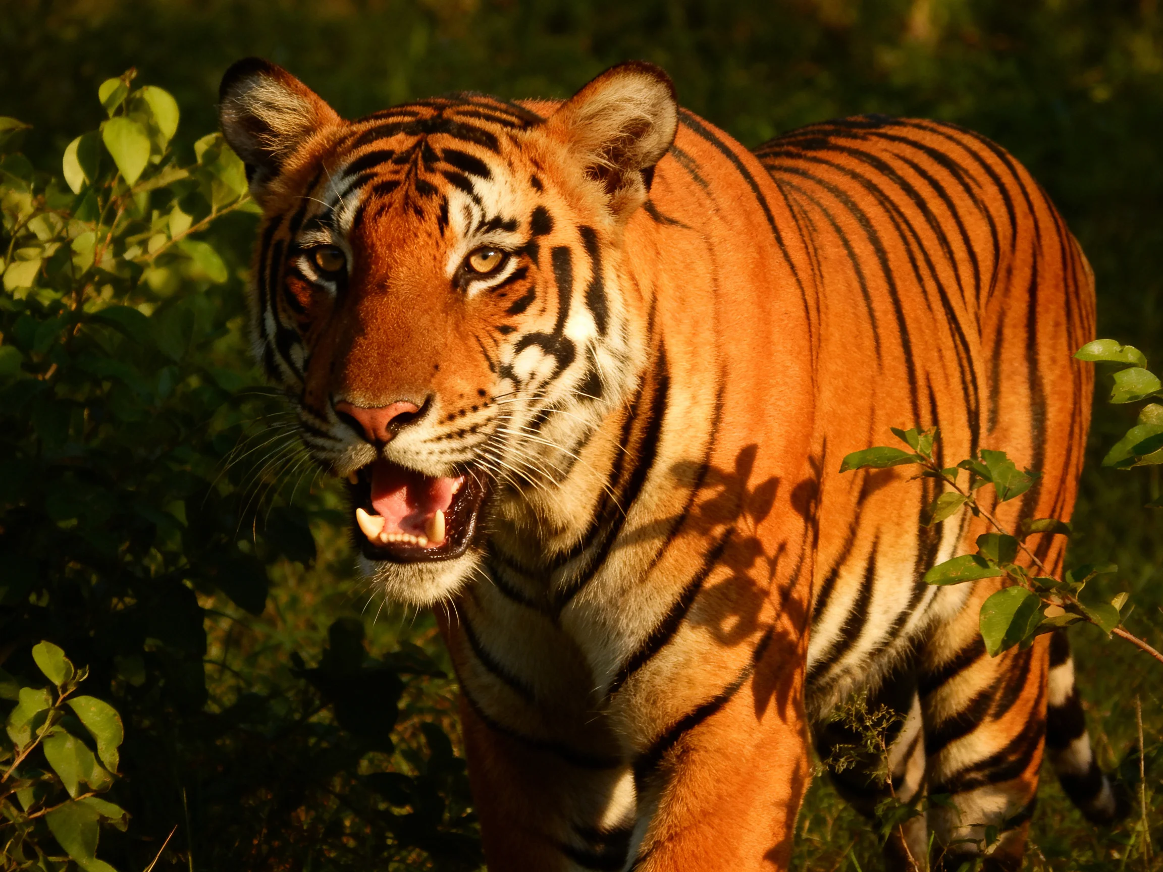 An orange tiger with black stripes moves through dense vegetation.