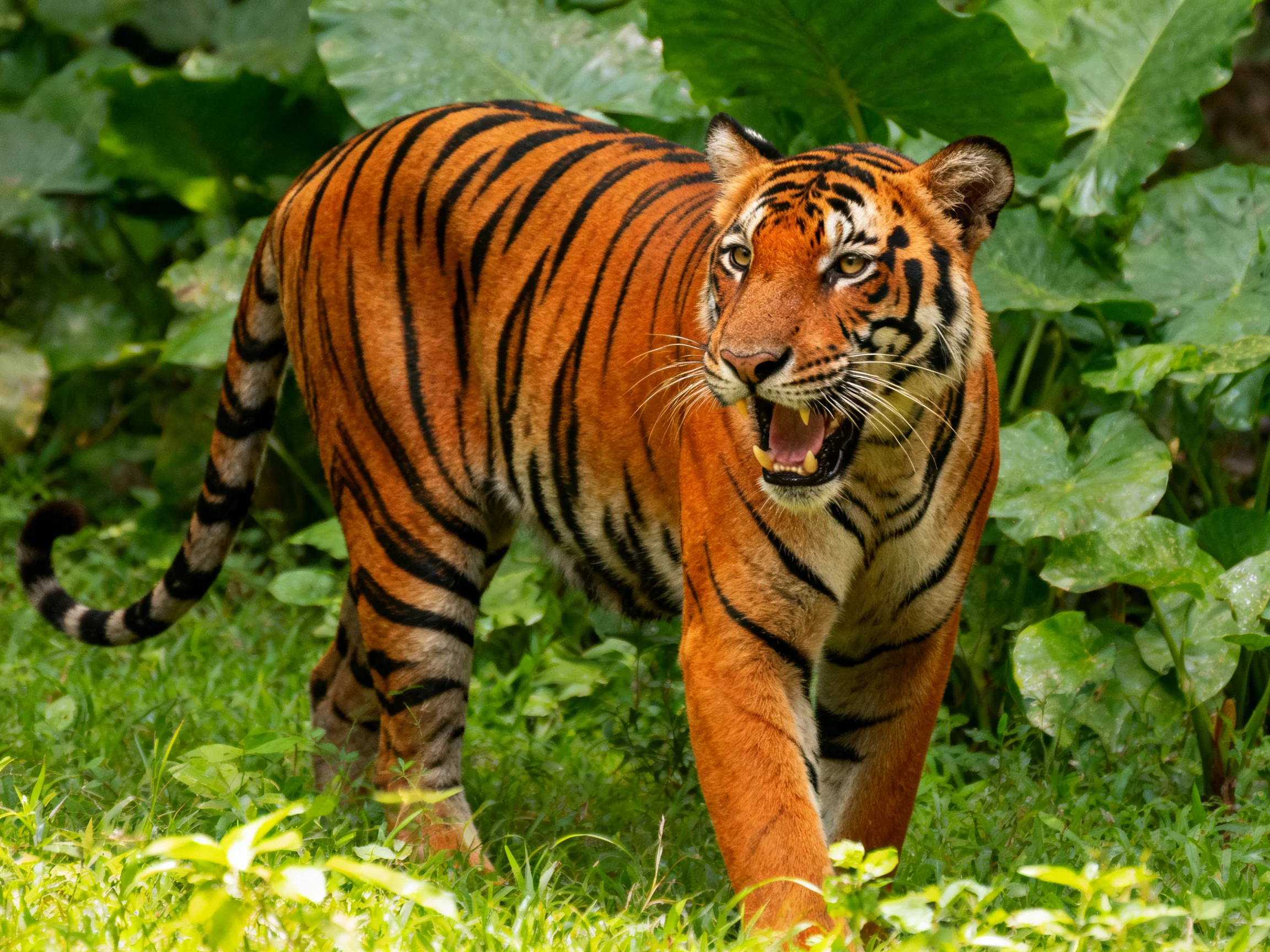 A tiger with bold black stripes moves through lush green foliage.