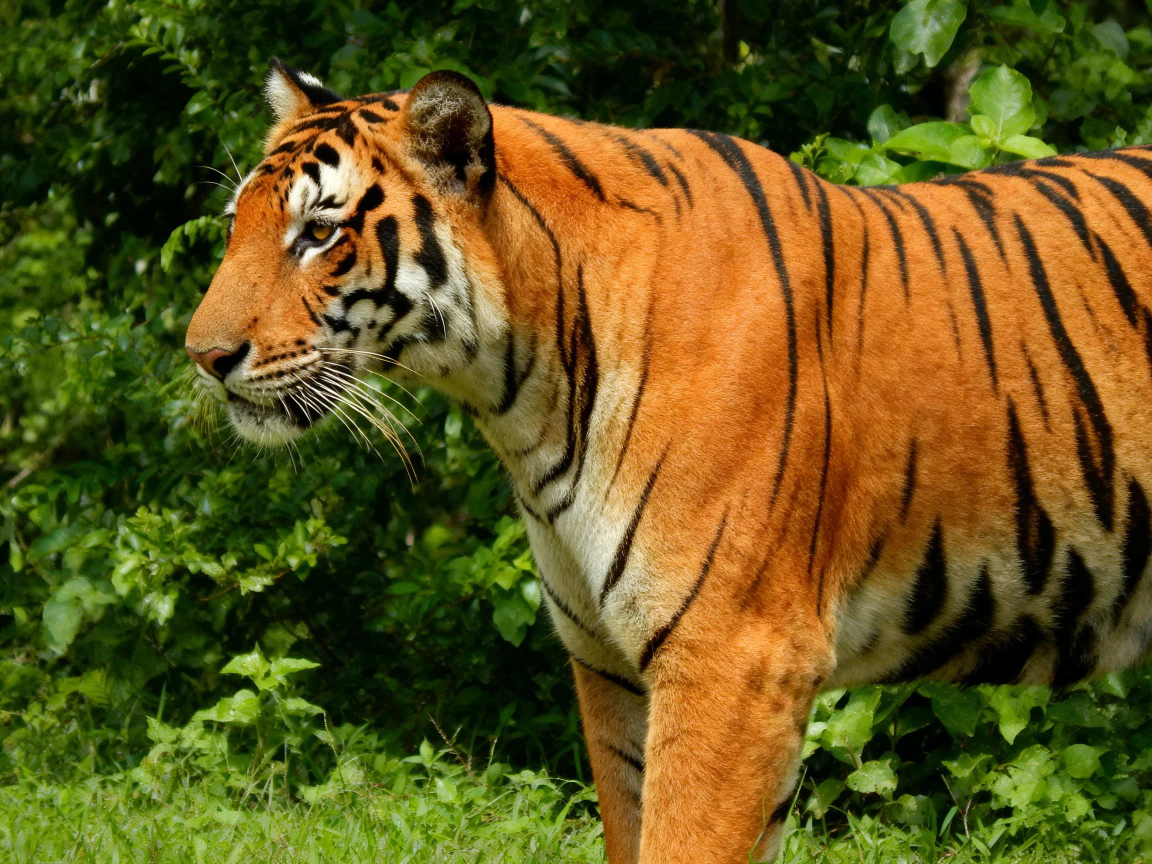 An orange tiger with black stripes moves through lush greenery.