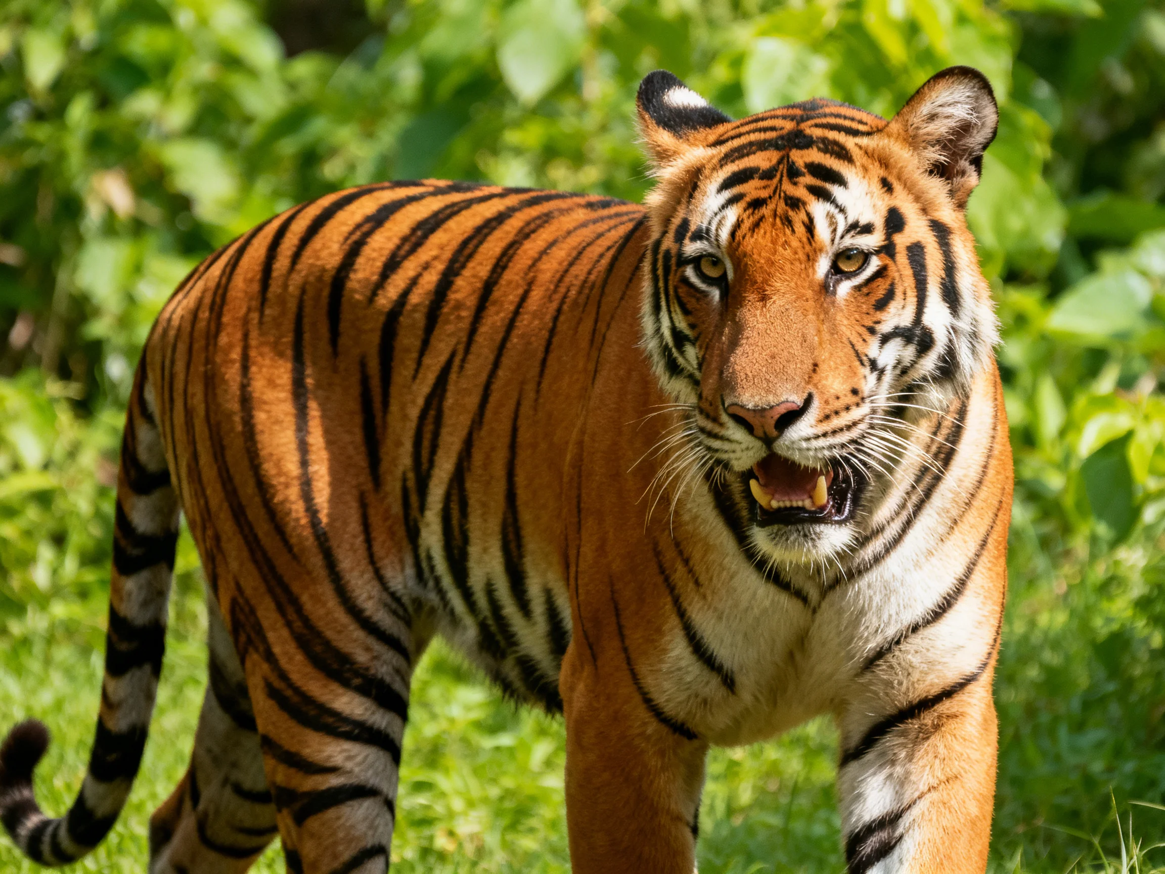 An orange tiger with distinct black stripes moves through a sunlit, leafy area.