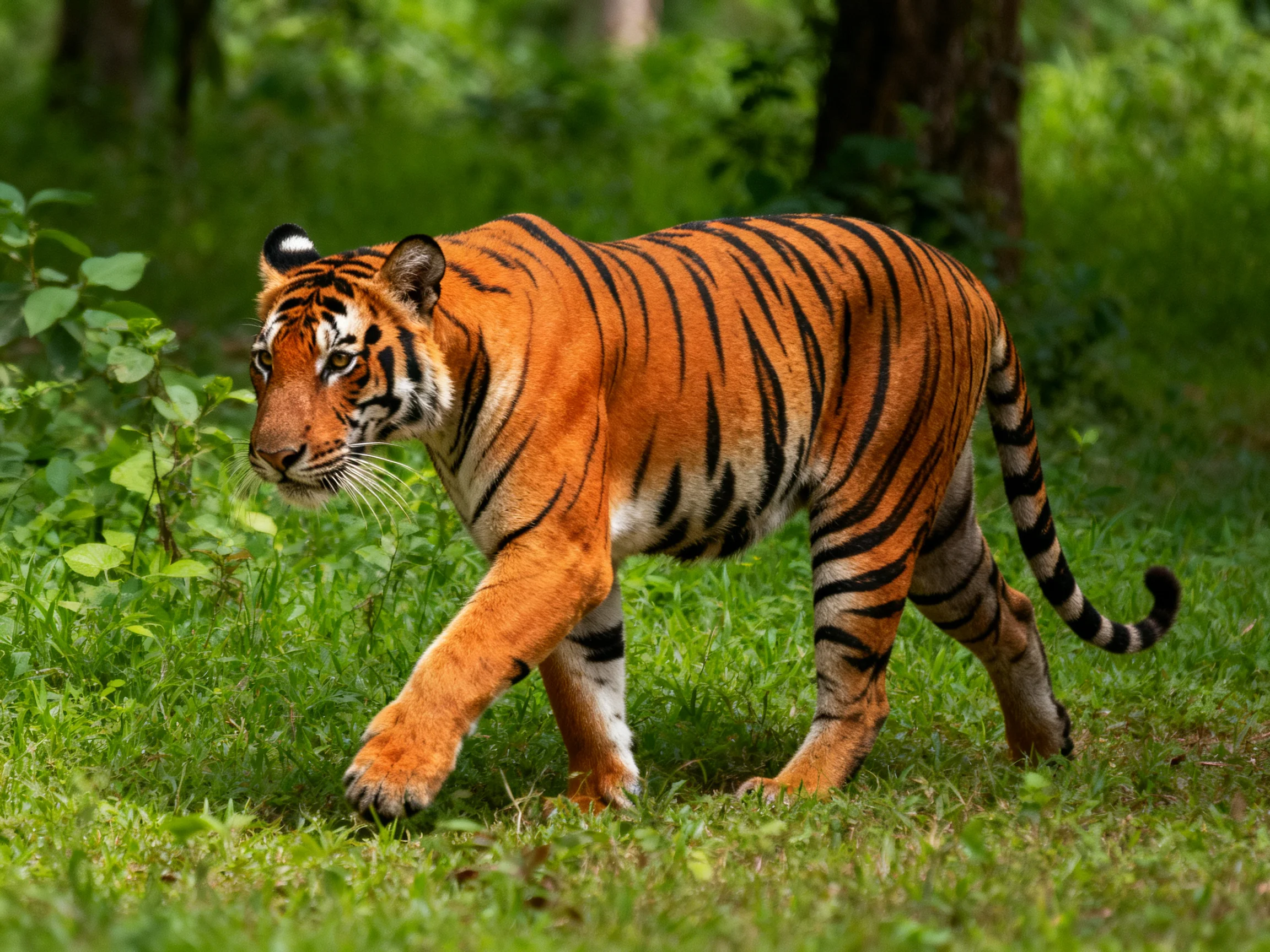 An orange tiger with black stripes explores dense green vegetation.