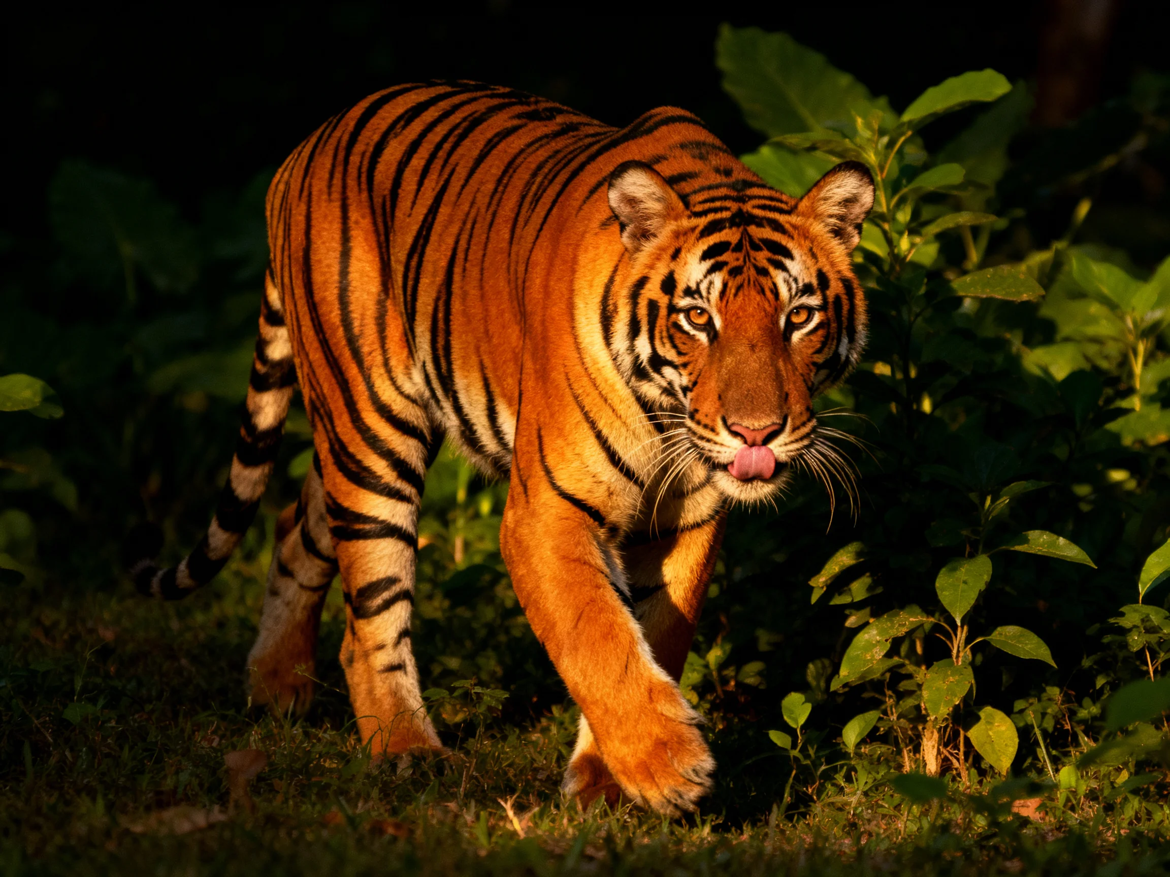 An orange tiger with black stripes moves through dense green vegetation.