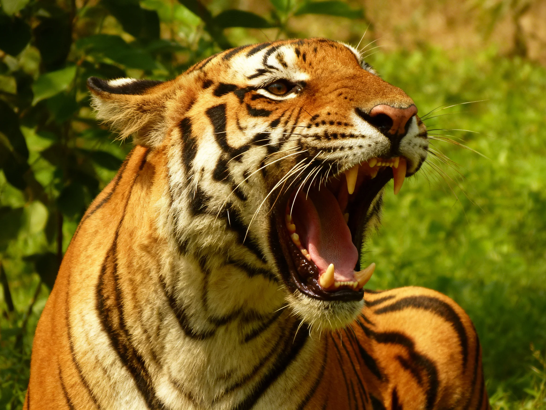 An orange tiger with black stripes roars in a sunlit area with greenery.
