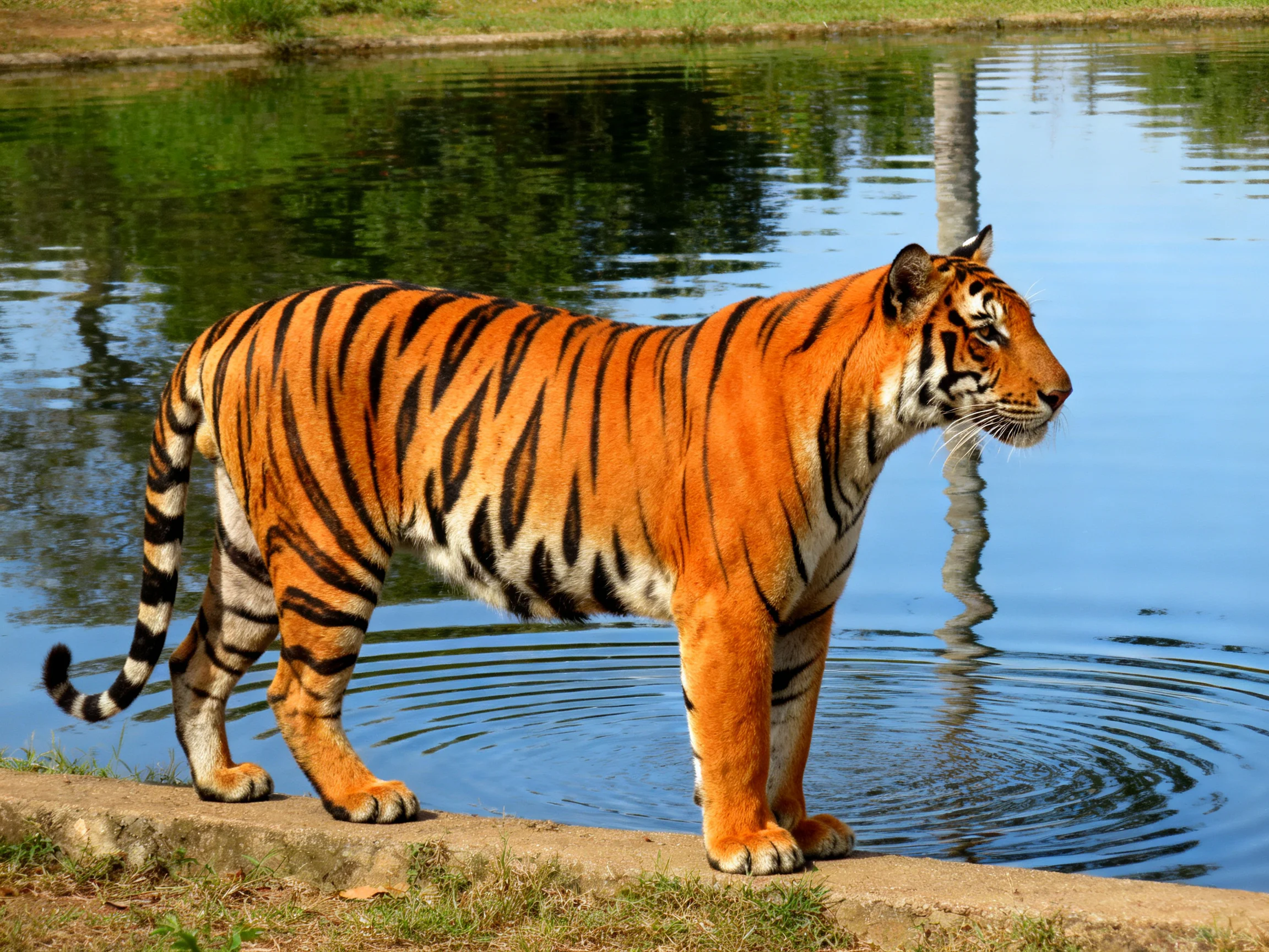 An orange tiger with black stripes stands by a body of water.