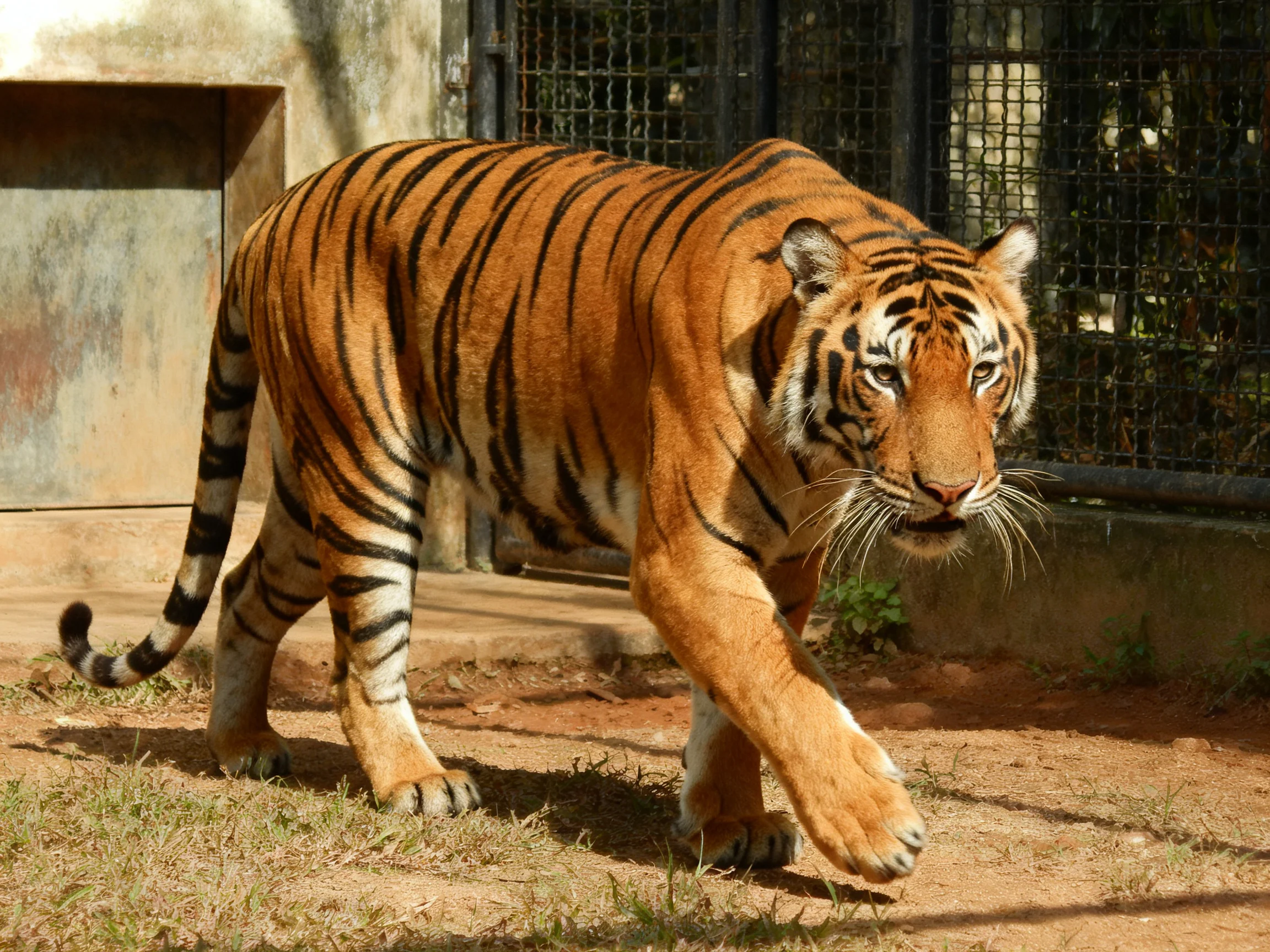 An orange tiger with black stripes moves toward the viewer near a fenced area.