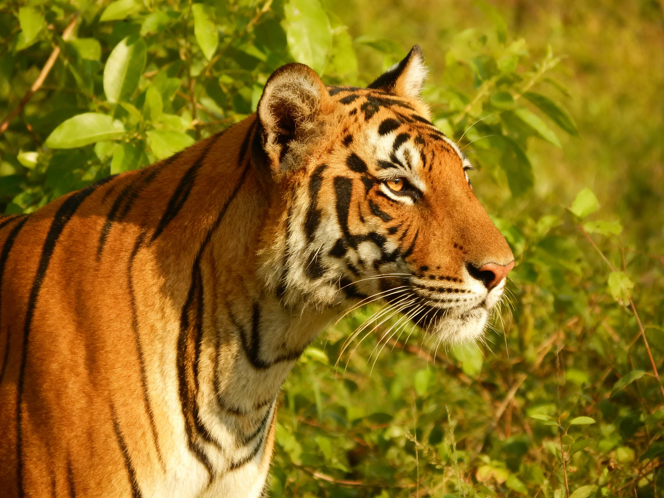 A vibrant tiger with orange fur and bold black stripes in lush surroundings