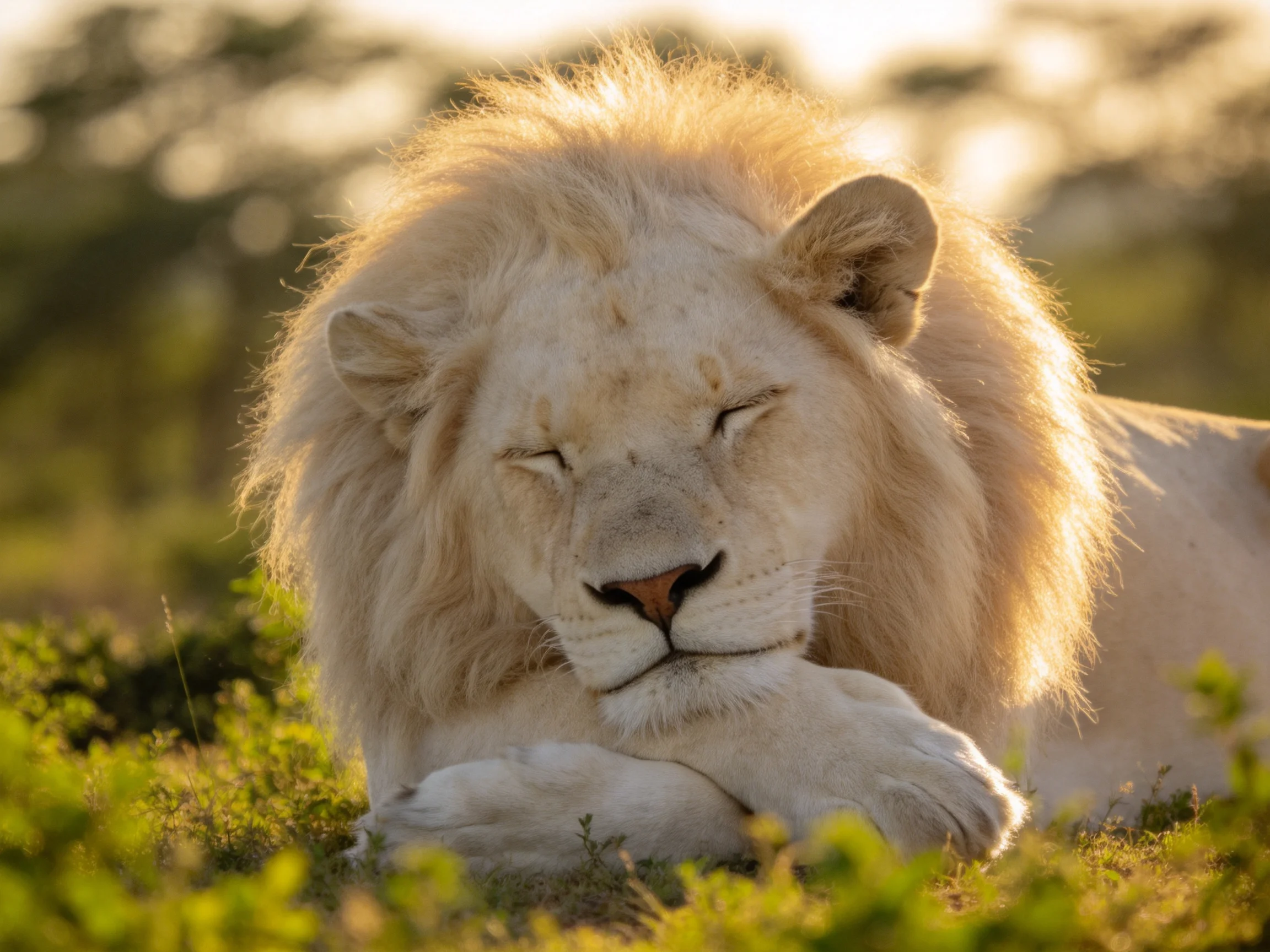 A white lion rests peacefully amid golden savannah vegetation