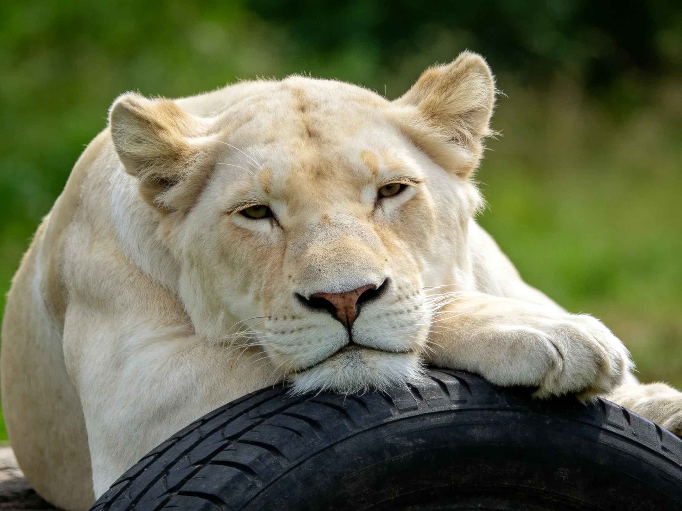 A white lioness rests her head on a tire in an outdoor enclosure.