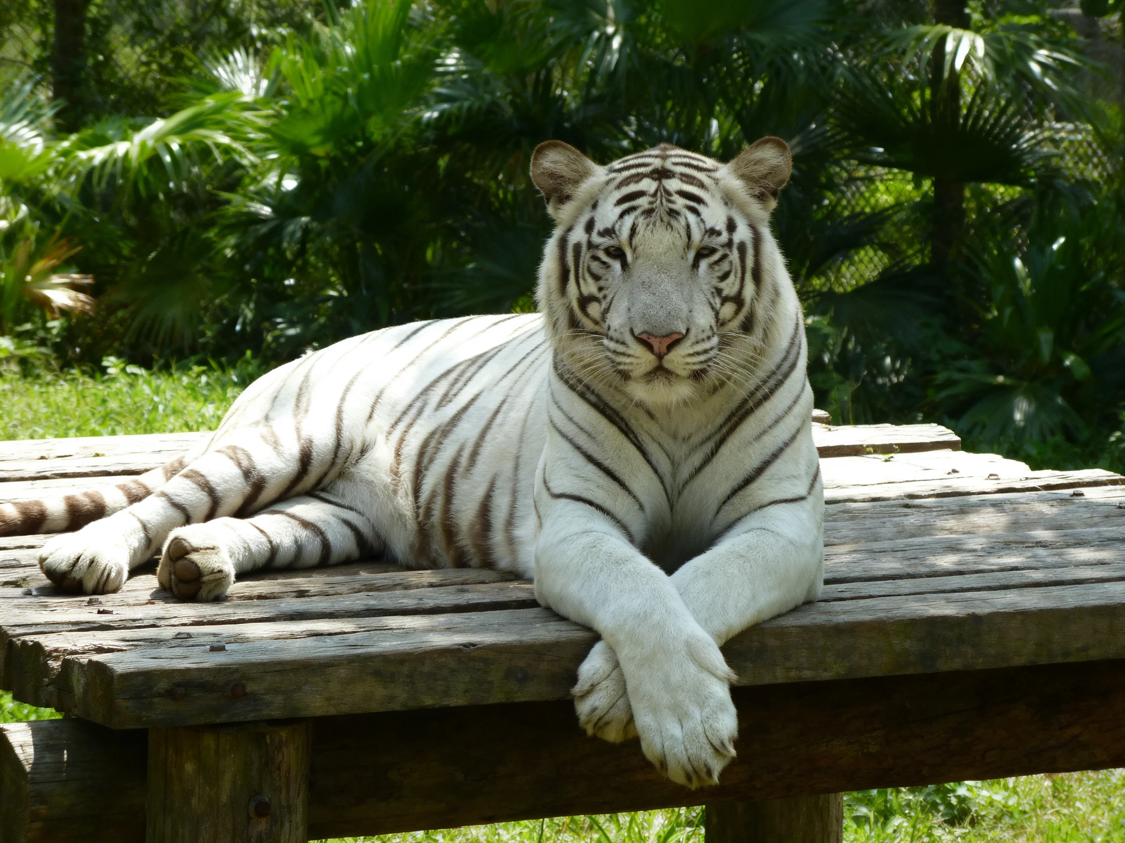 A white tiger relaxes on a wooden bench in a verdant garden setting.