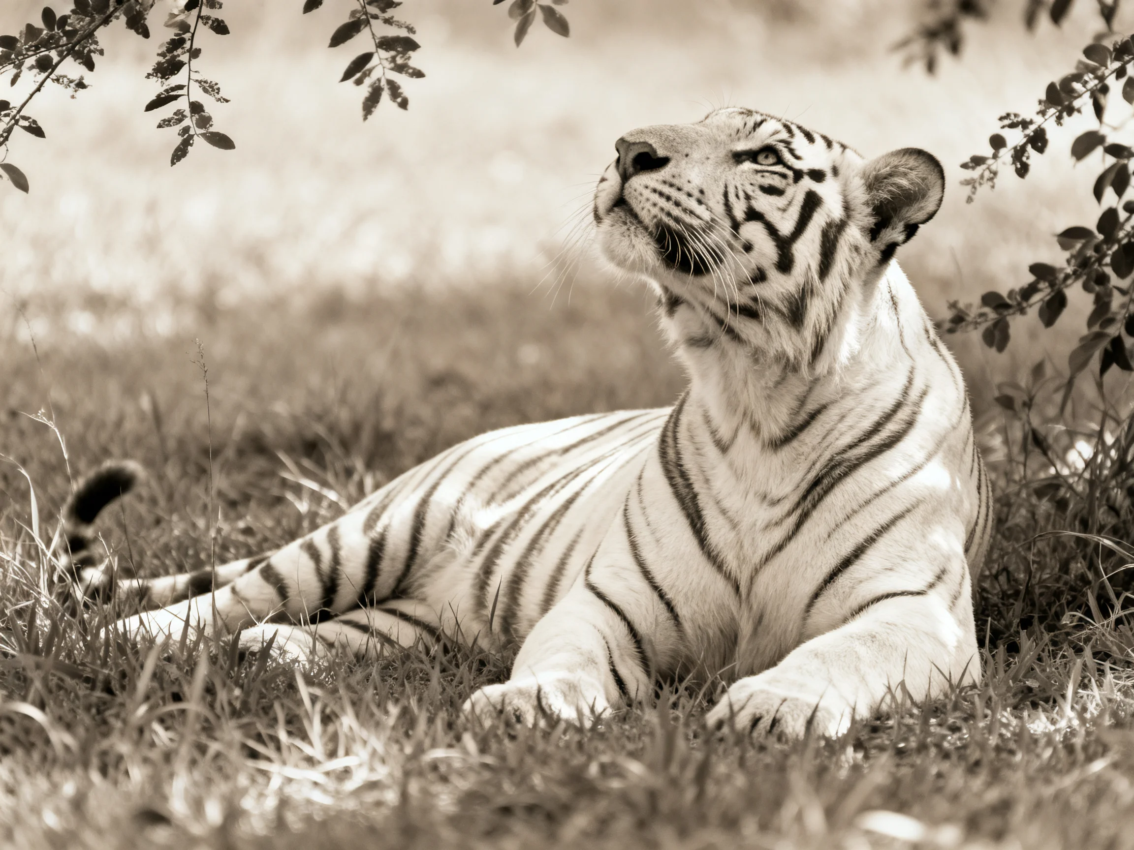 A white tiger relaxes in tall grass near leafy vegetation.