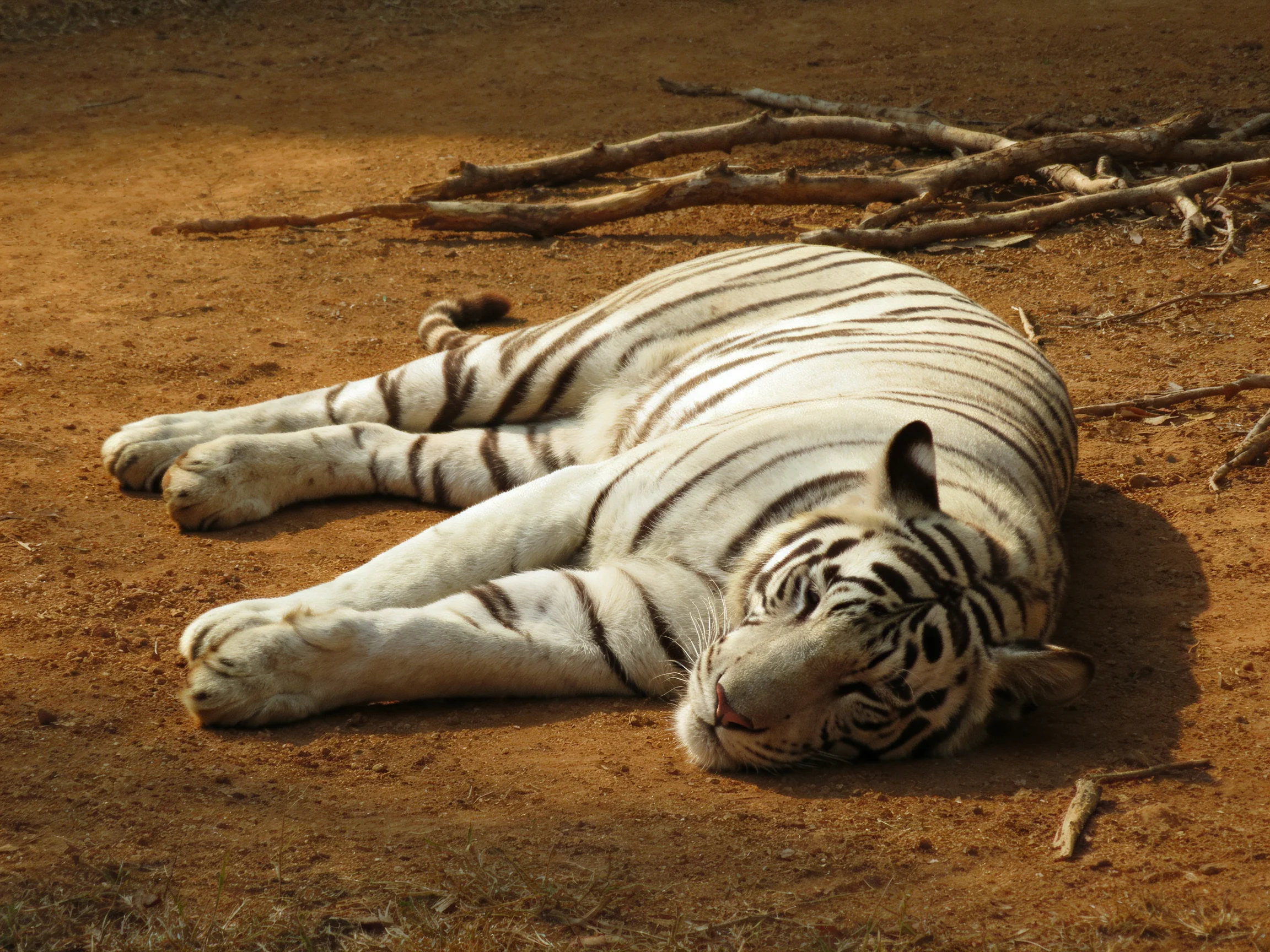 A white tiger rests on reddish-brown dirt near scattered branches