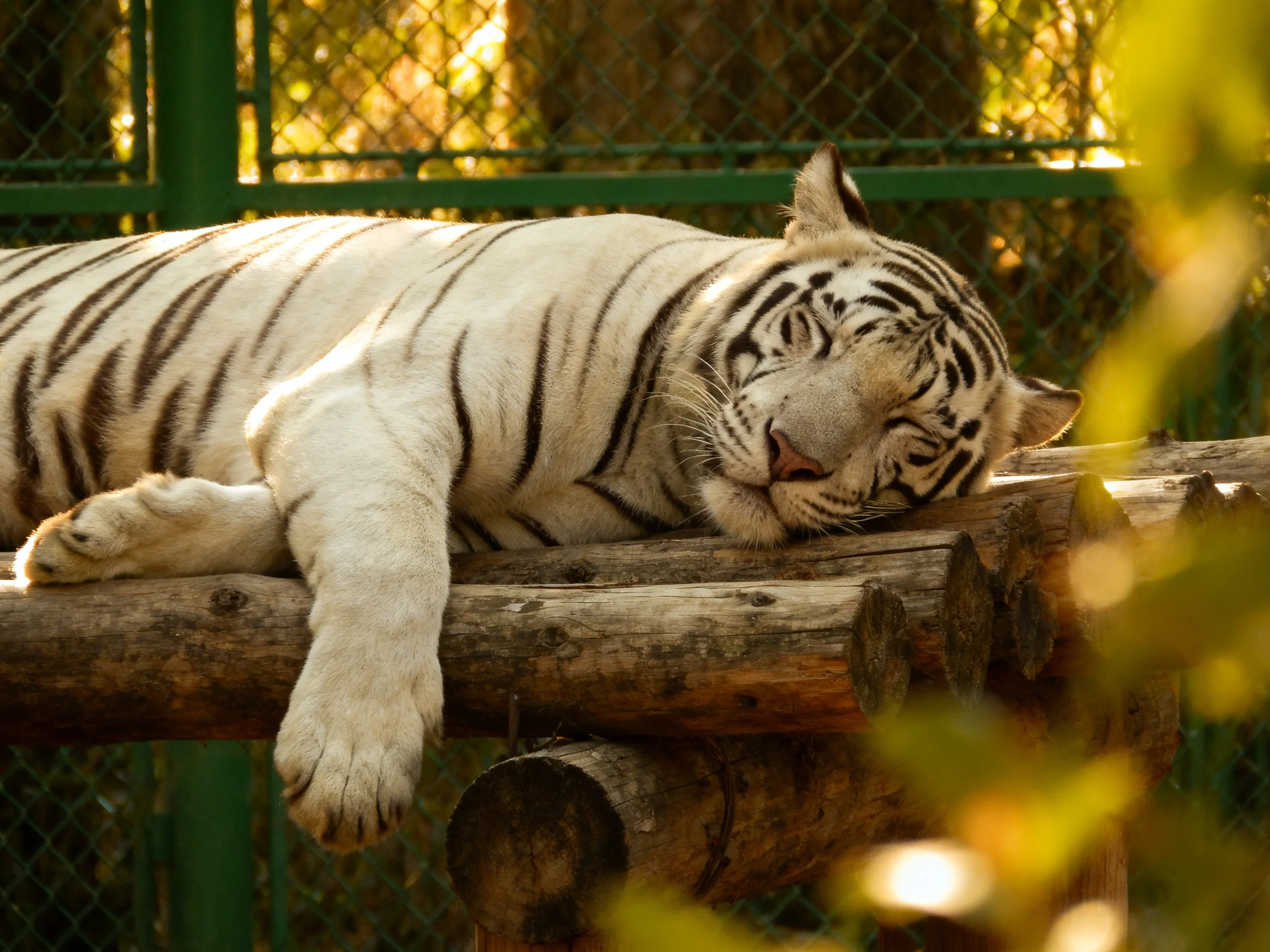 A white tiger naps on wooden logs in an enclosure.