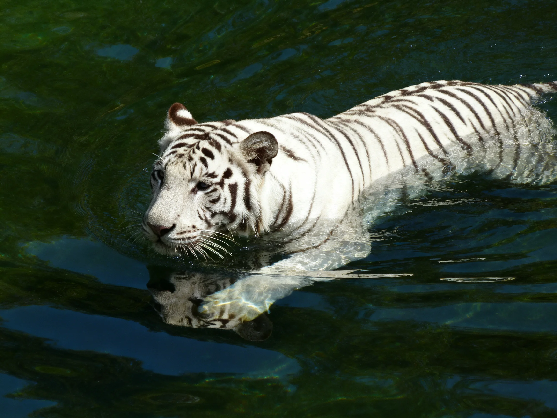 A white tiger with black stripes swims through dark green water