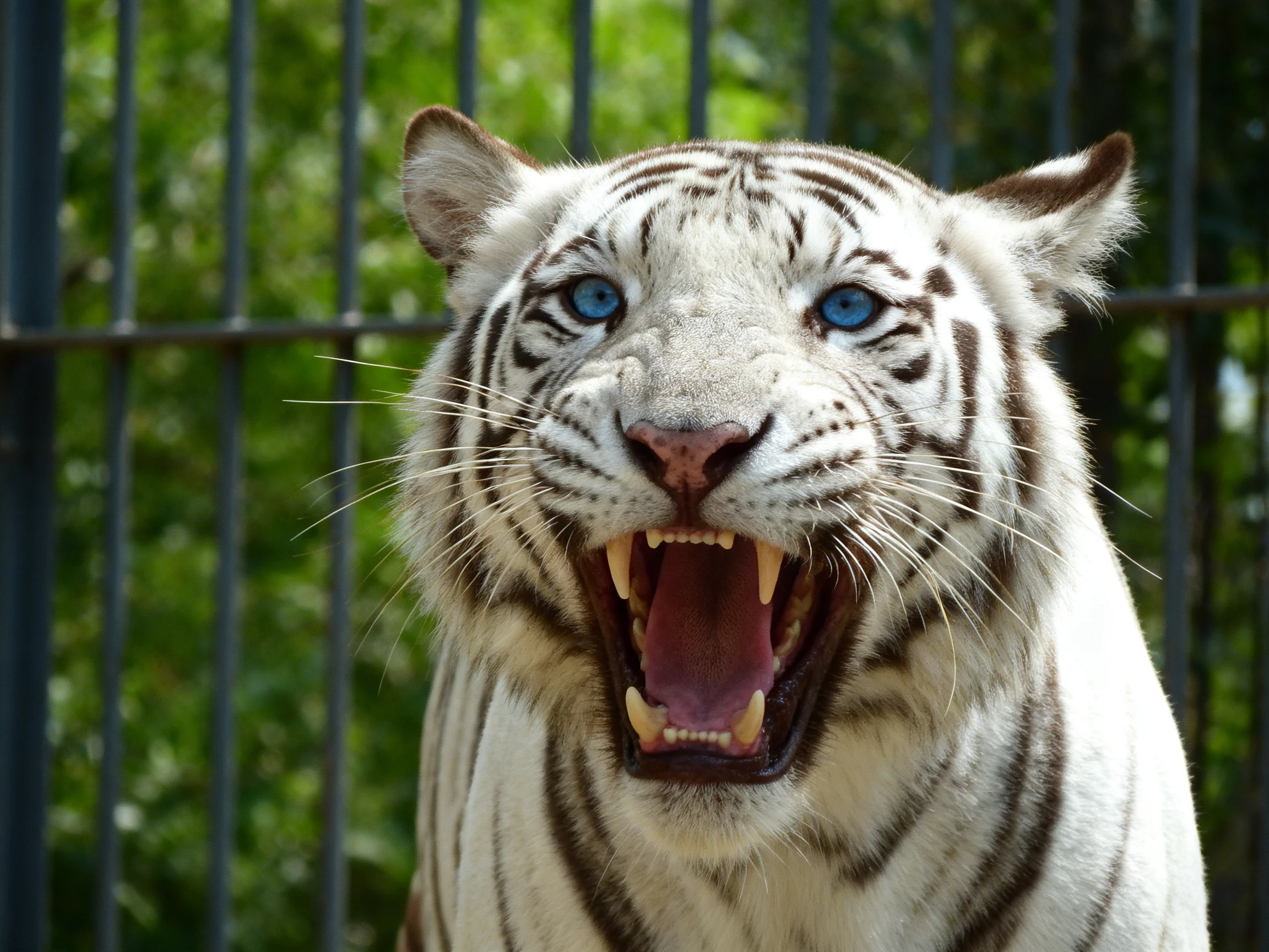 A white tiger with blue eyes roars near metal bars.