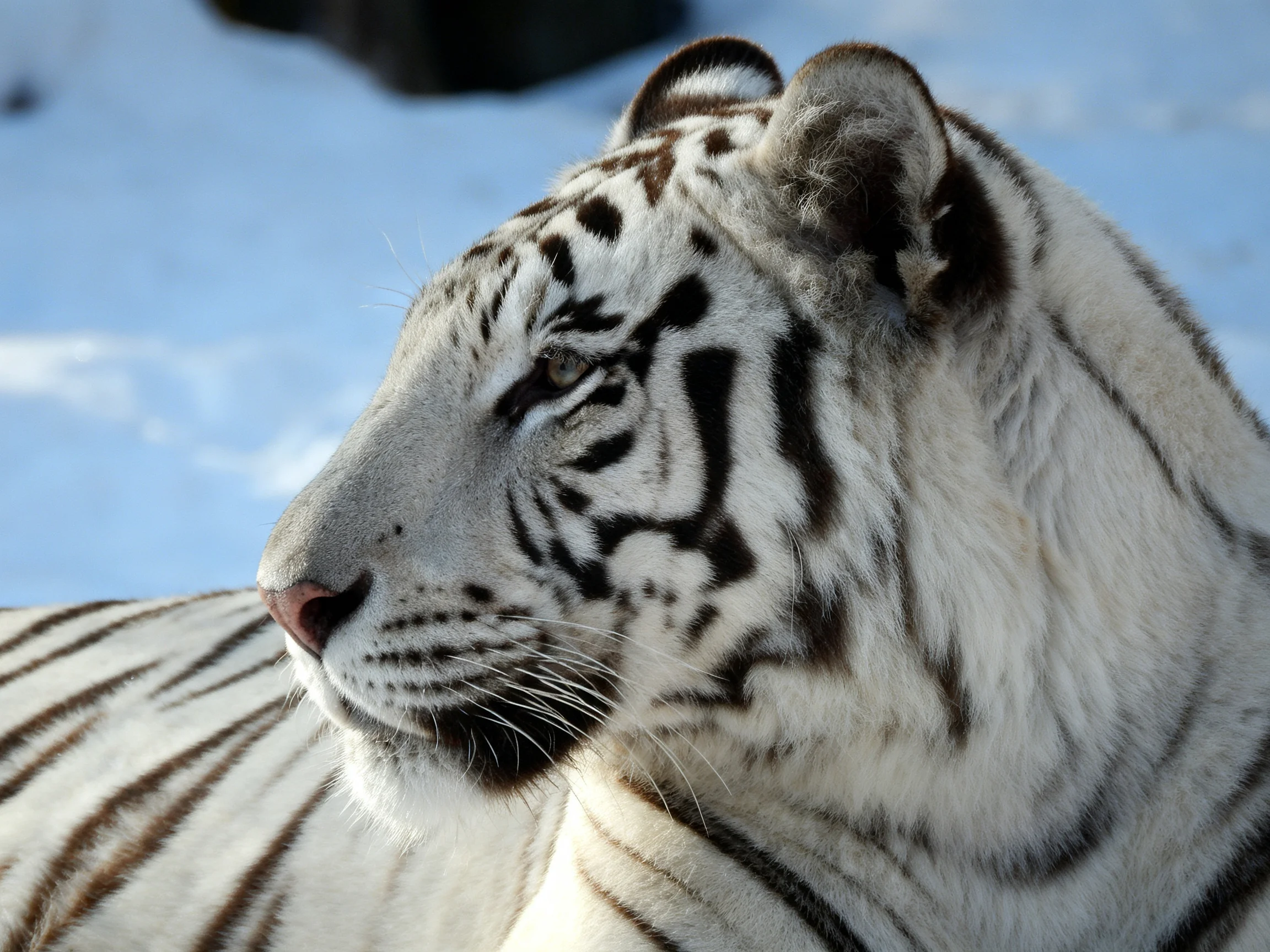 A white tiger with black stripes is shown near snow.
