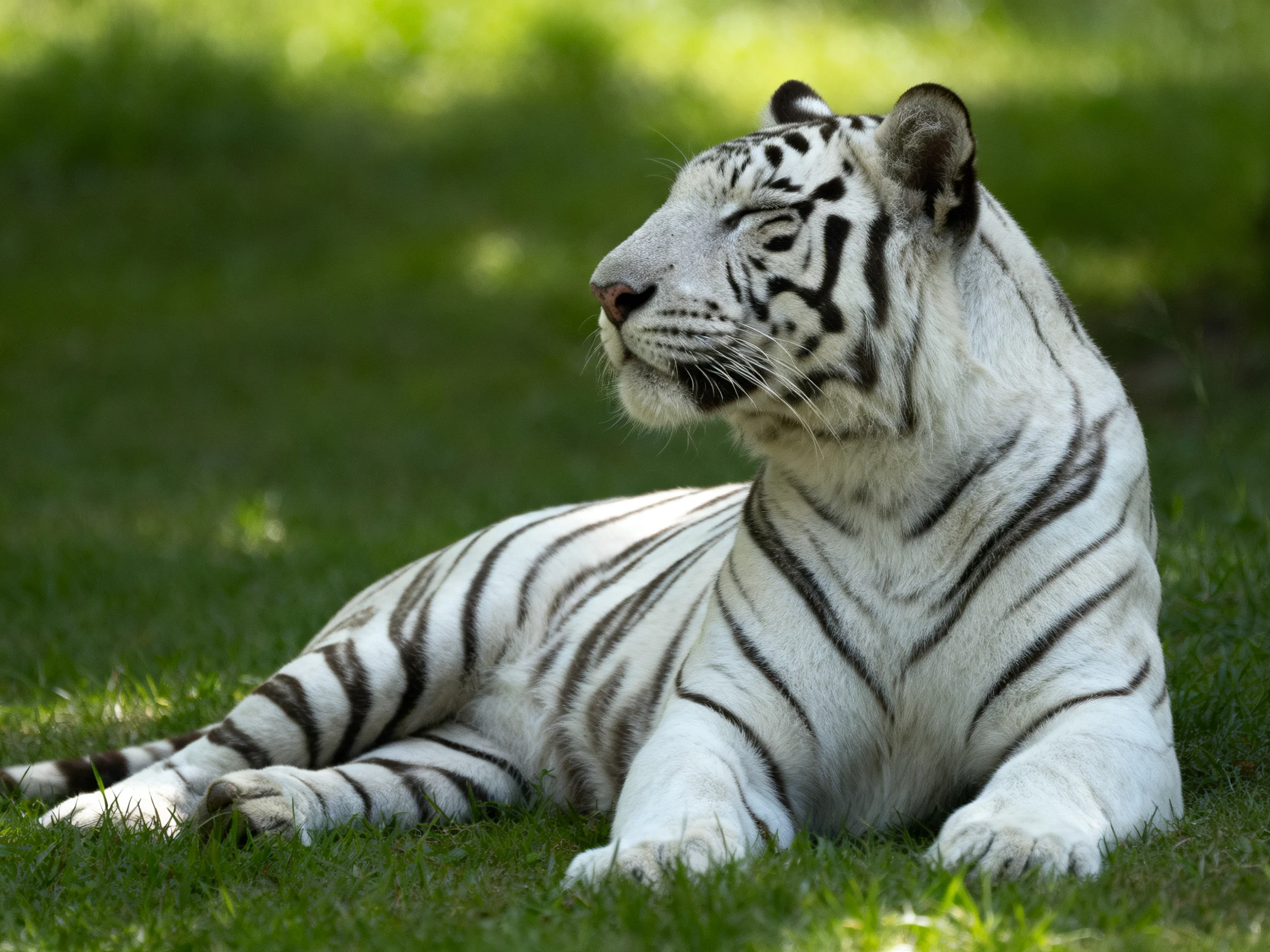 A white tiger with black stripes relaxes on green grass