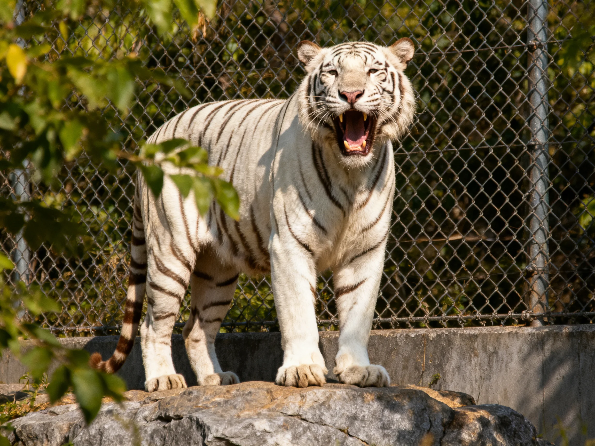 A white tiger stands on a rock near a chain-link fence with its mouth open