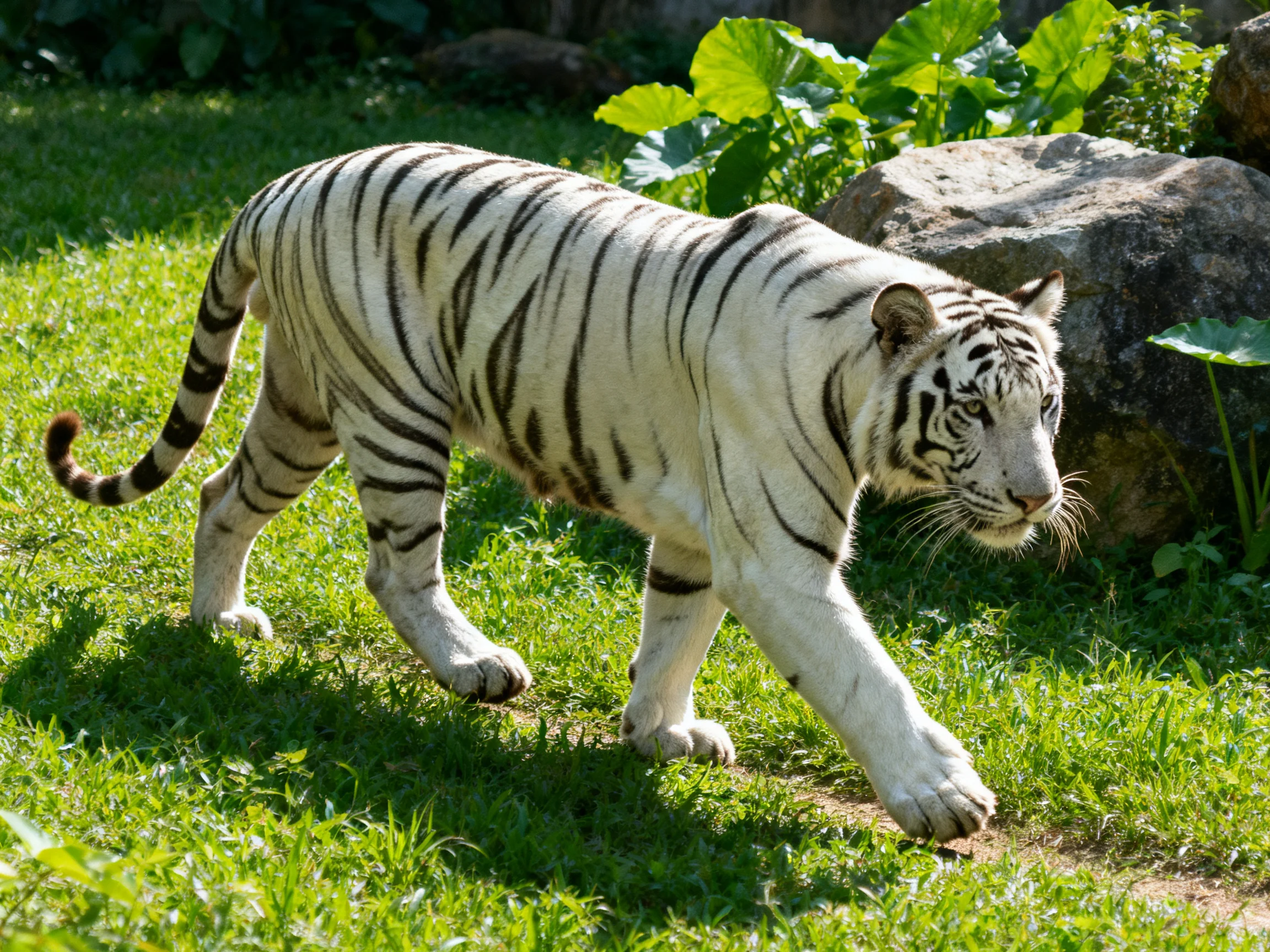 A white tiger with bold black stripes walking on lush green grass
