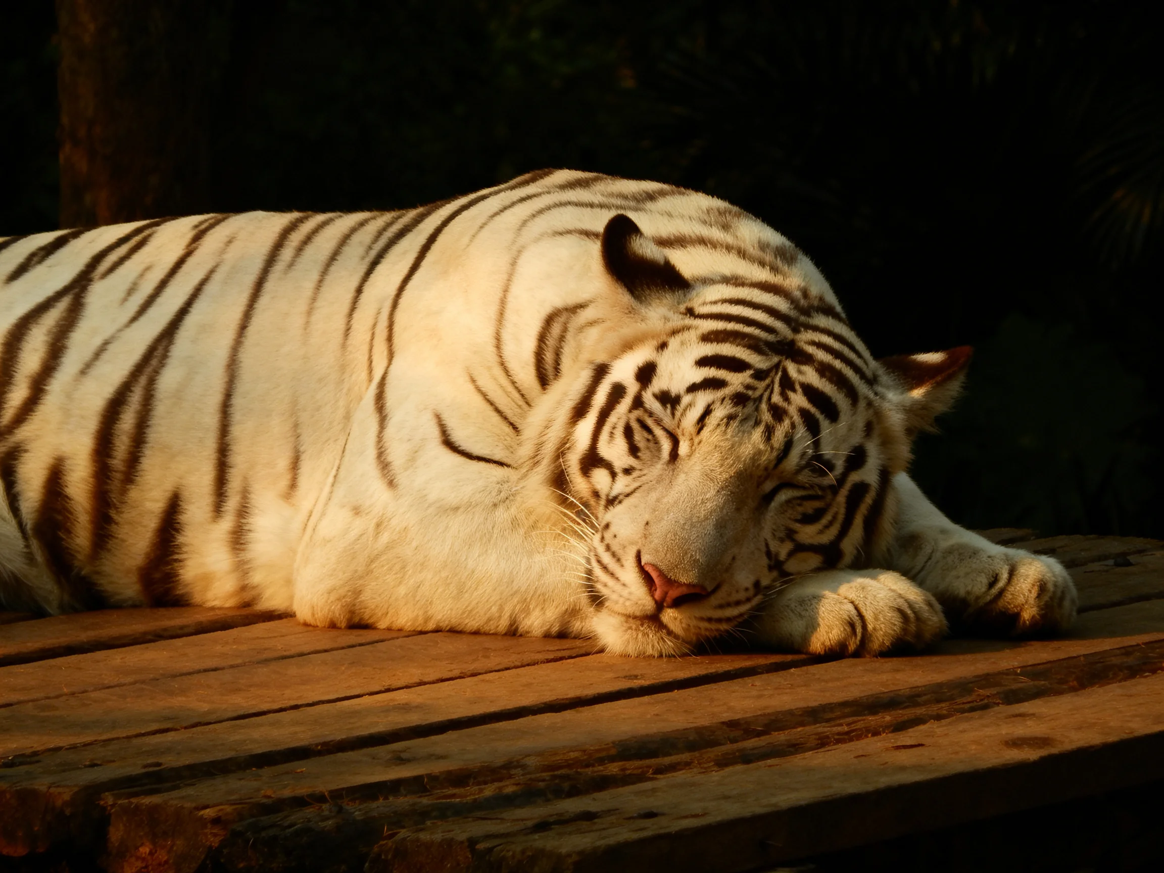 A white tiger with black stripes sleeps on a wooden platform.