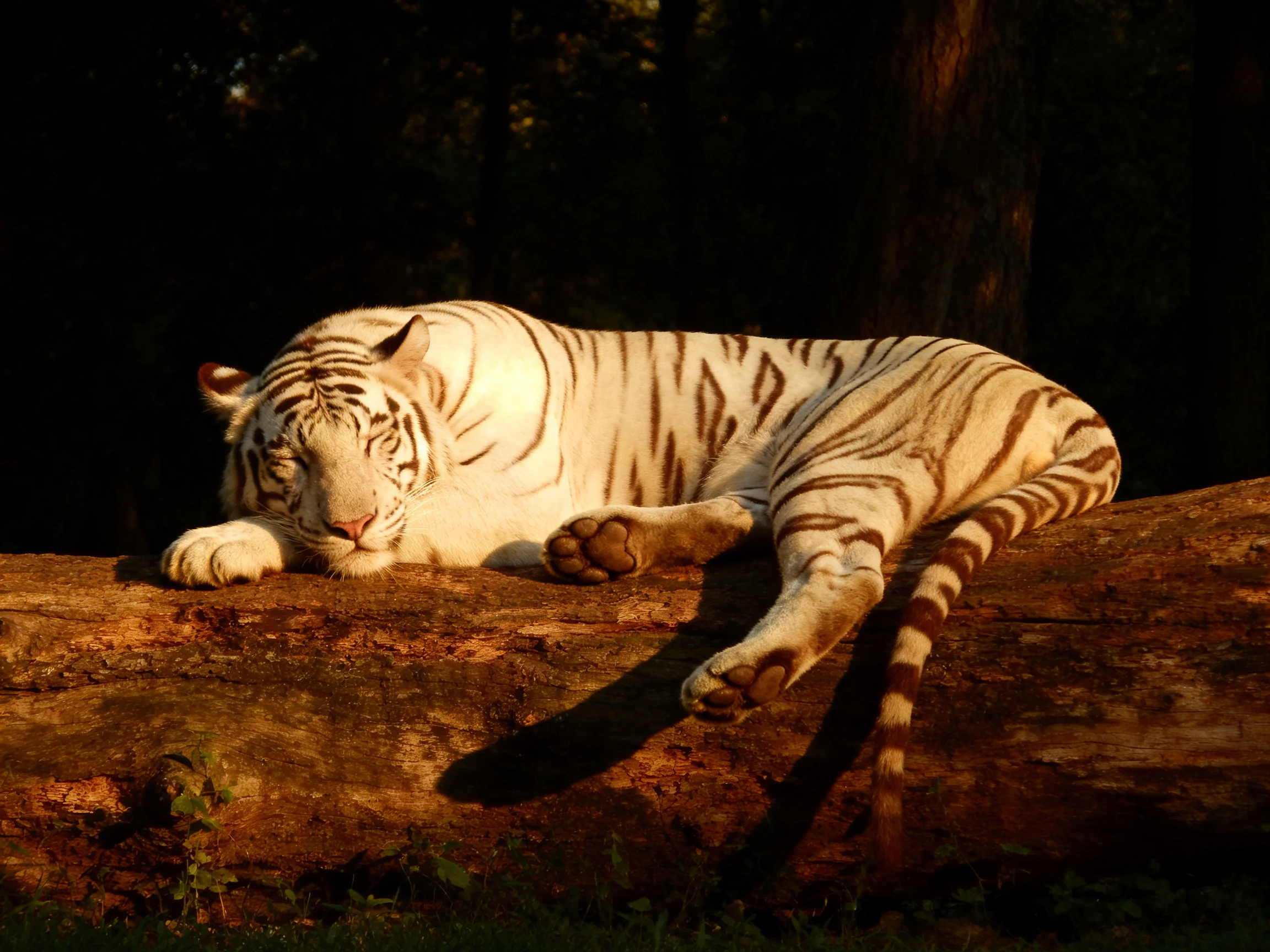 A white tiger with brown stripes rests on a large wooden log