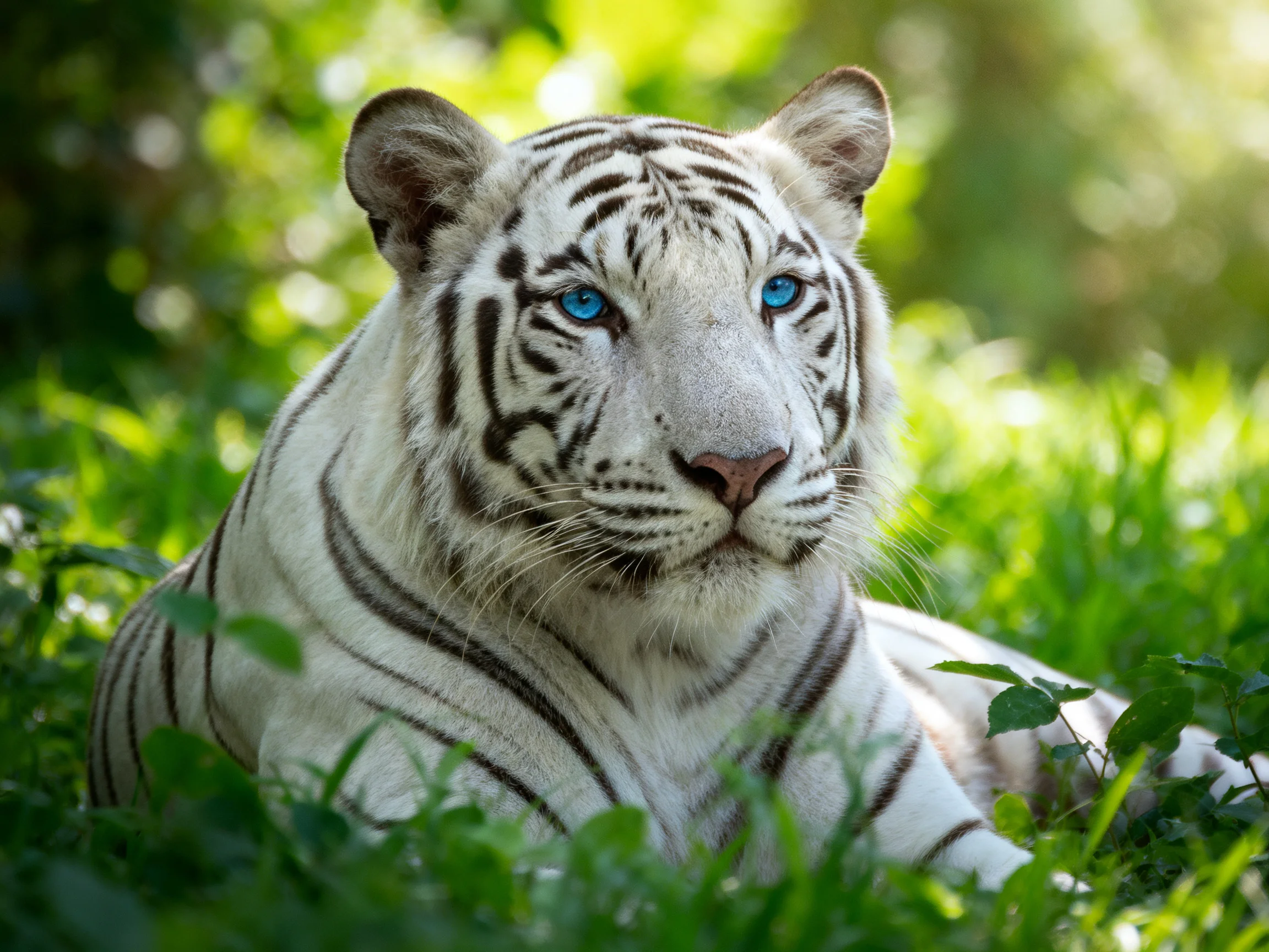 A white tiger with blue eyes lies calmly among dense green vegetation.