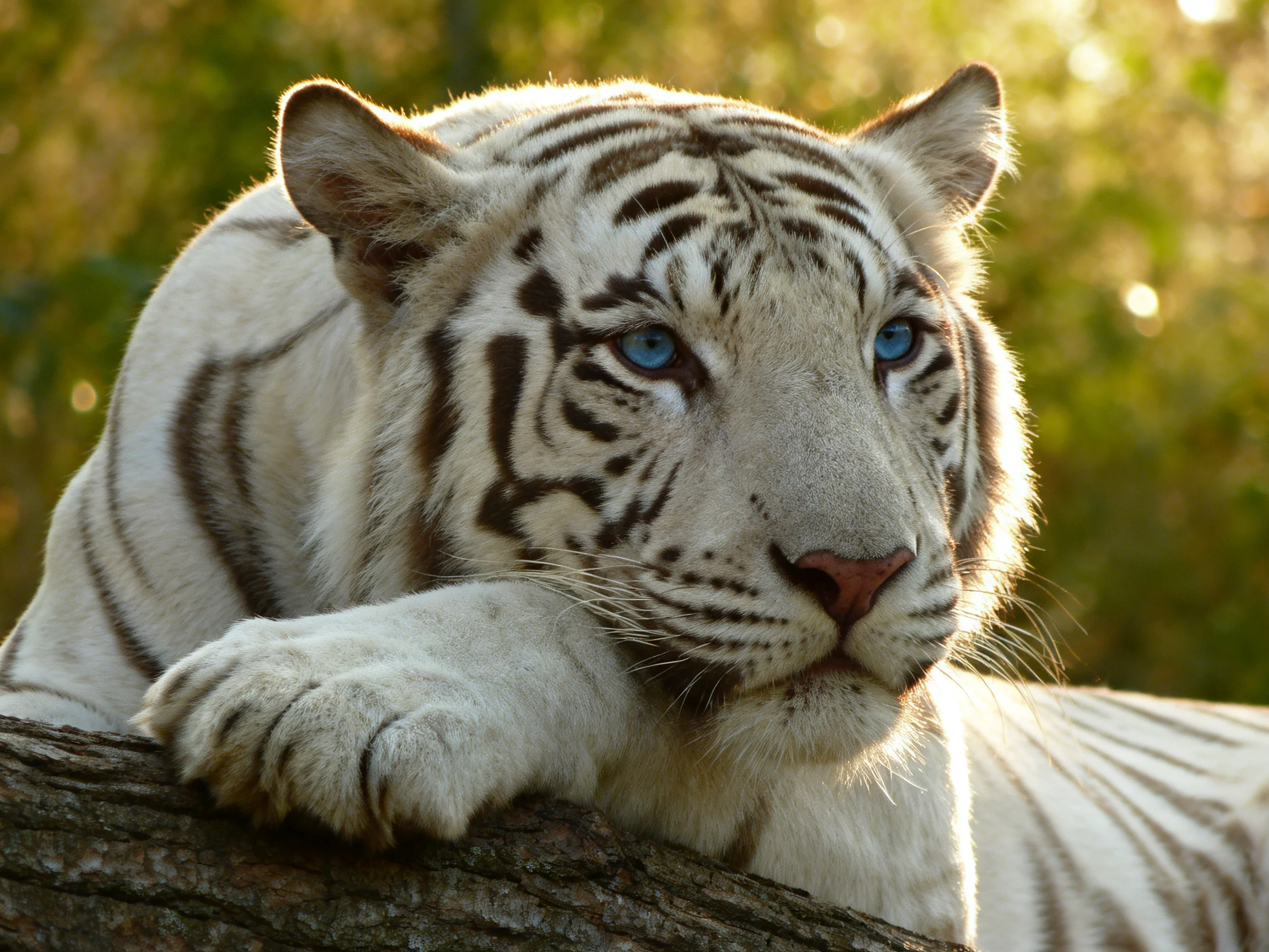 A white tiger with blue eyes rests on a tree trunk in a sunlit setting.