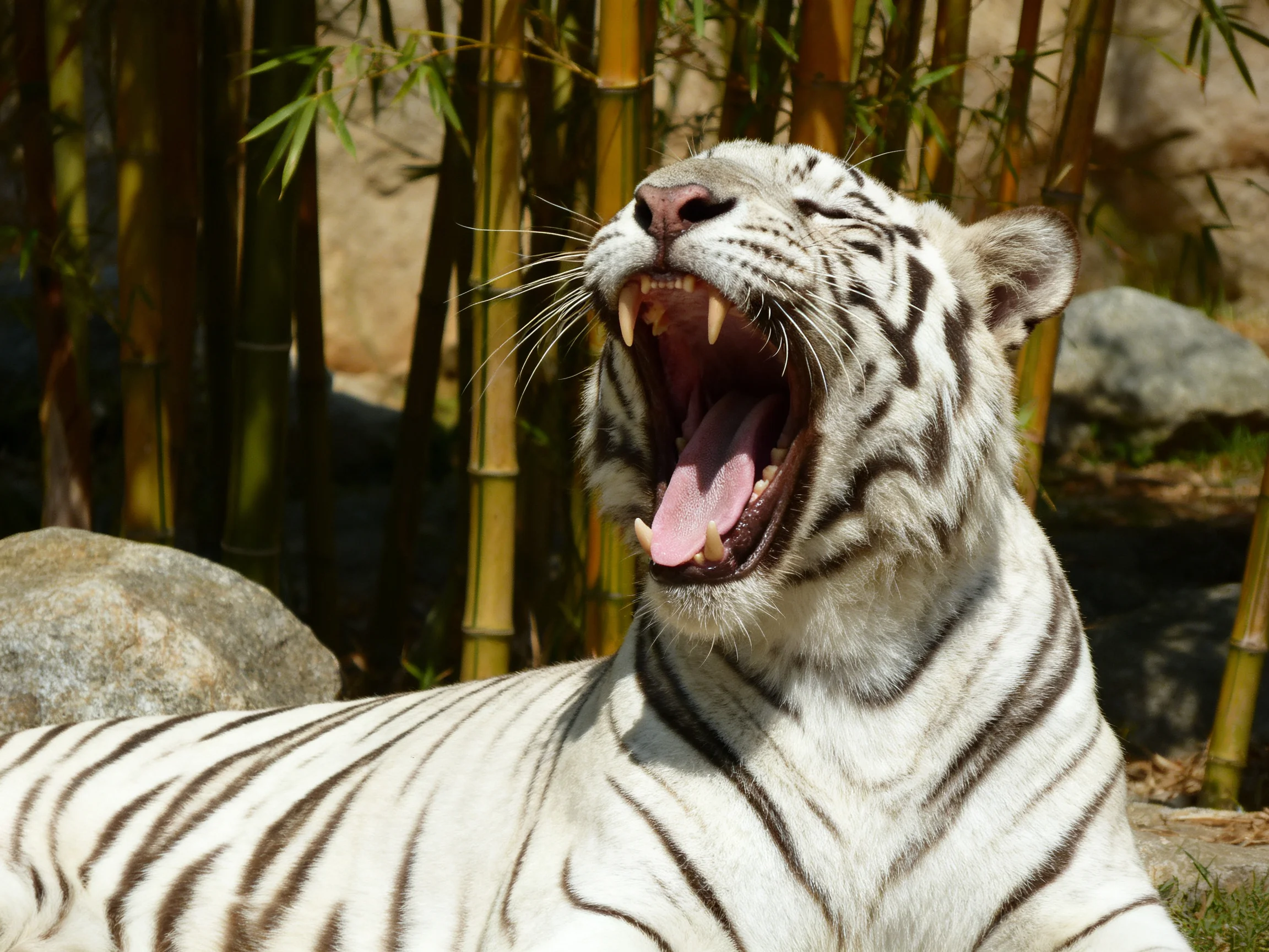 A white tiger yawning near bamboo stalks and rocks