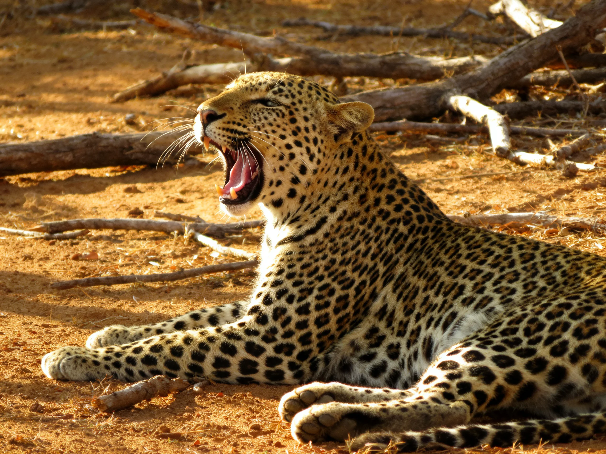 A yawning leopard relaxes on sandy ground surrounded by scattered branches.