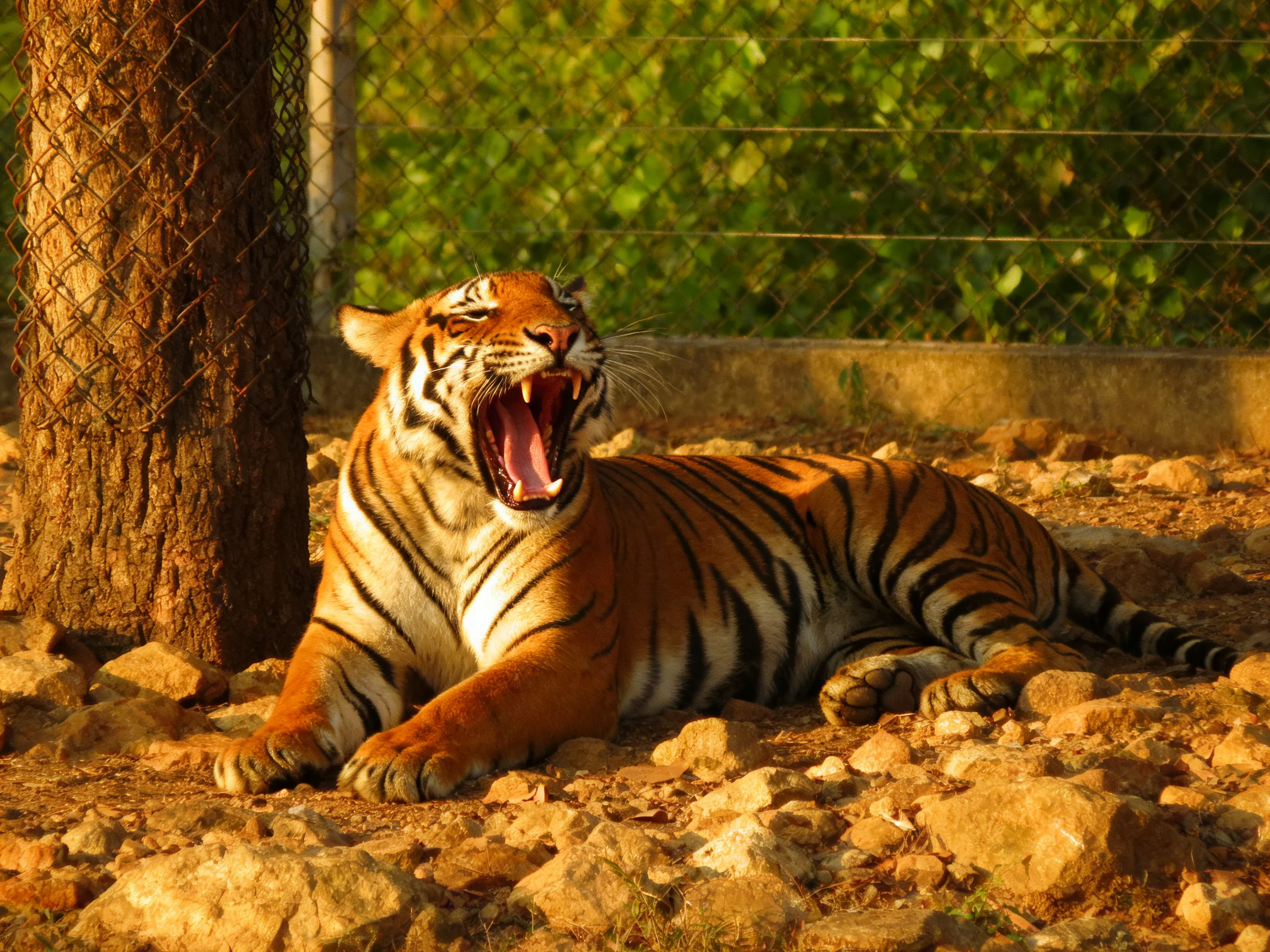 An orange tiger yawns while resting near a tree and rocks.