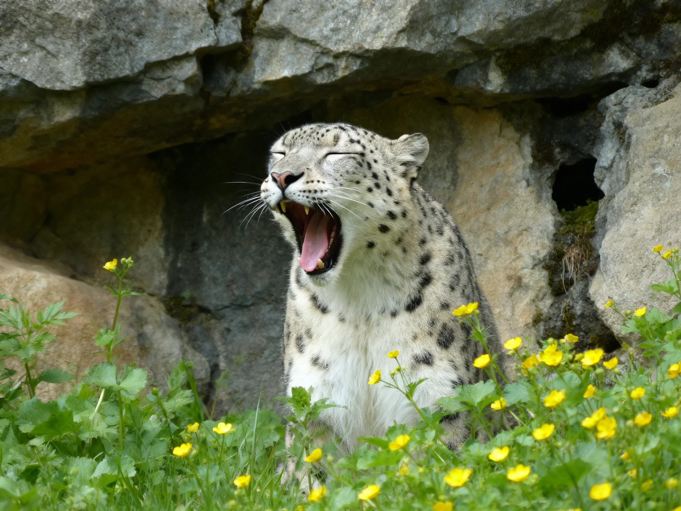 A snow leopard yawns near rocky cliffs with yellow flowers.