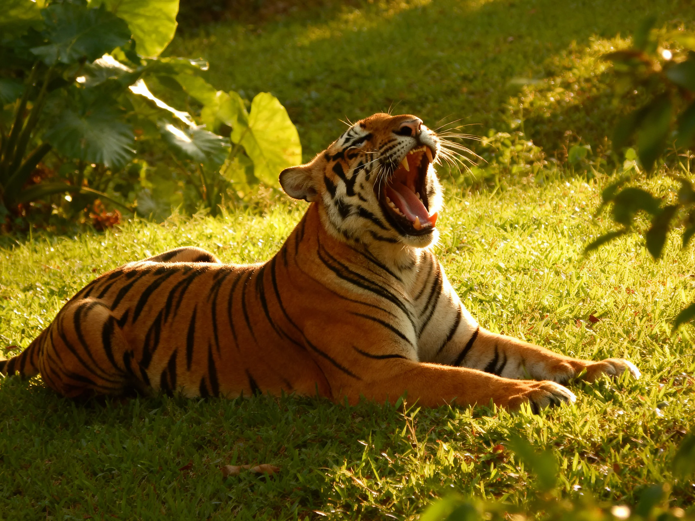 A tiger yawns while resting on grass in a sunlit setting.