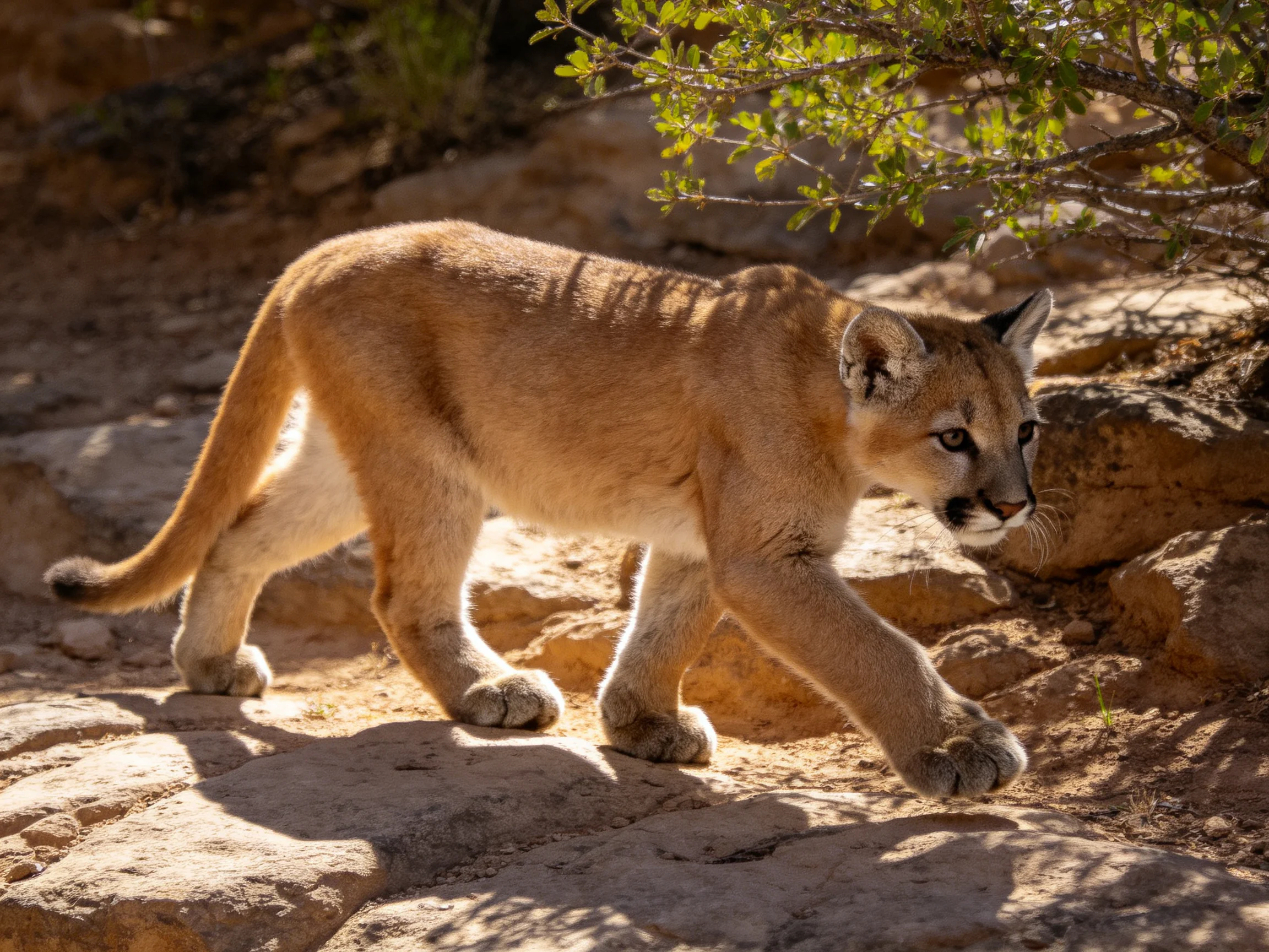 A young cougar cub walks on sunlit rocky terrain near green foliage
