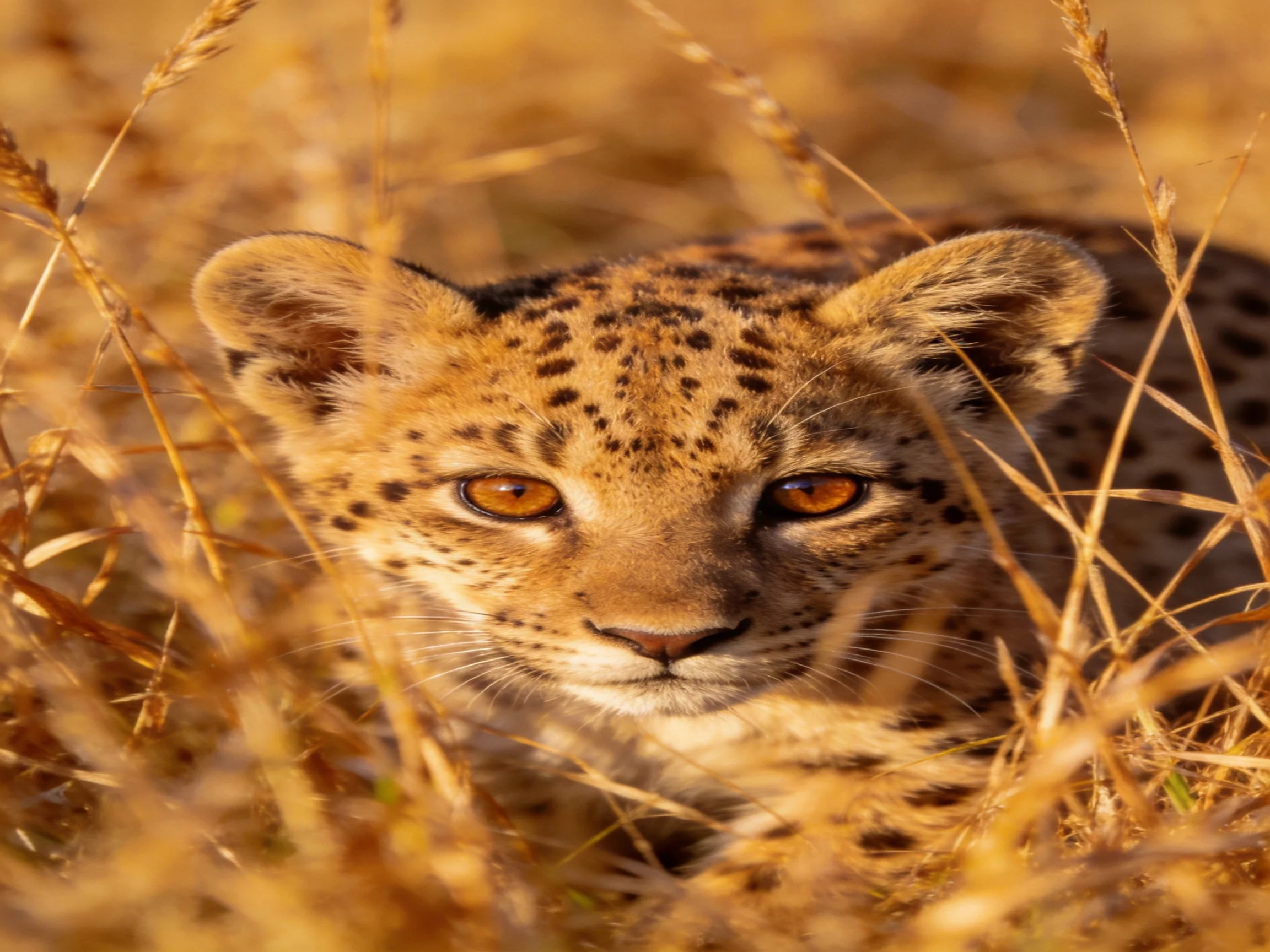 A young leopard cub rests amid tall golden grasses in bright daylight.