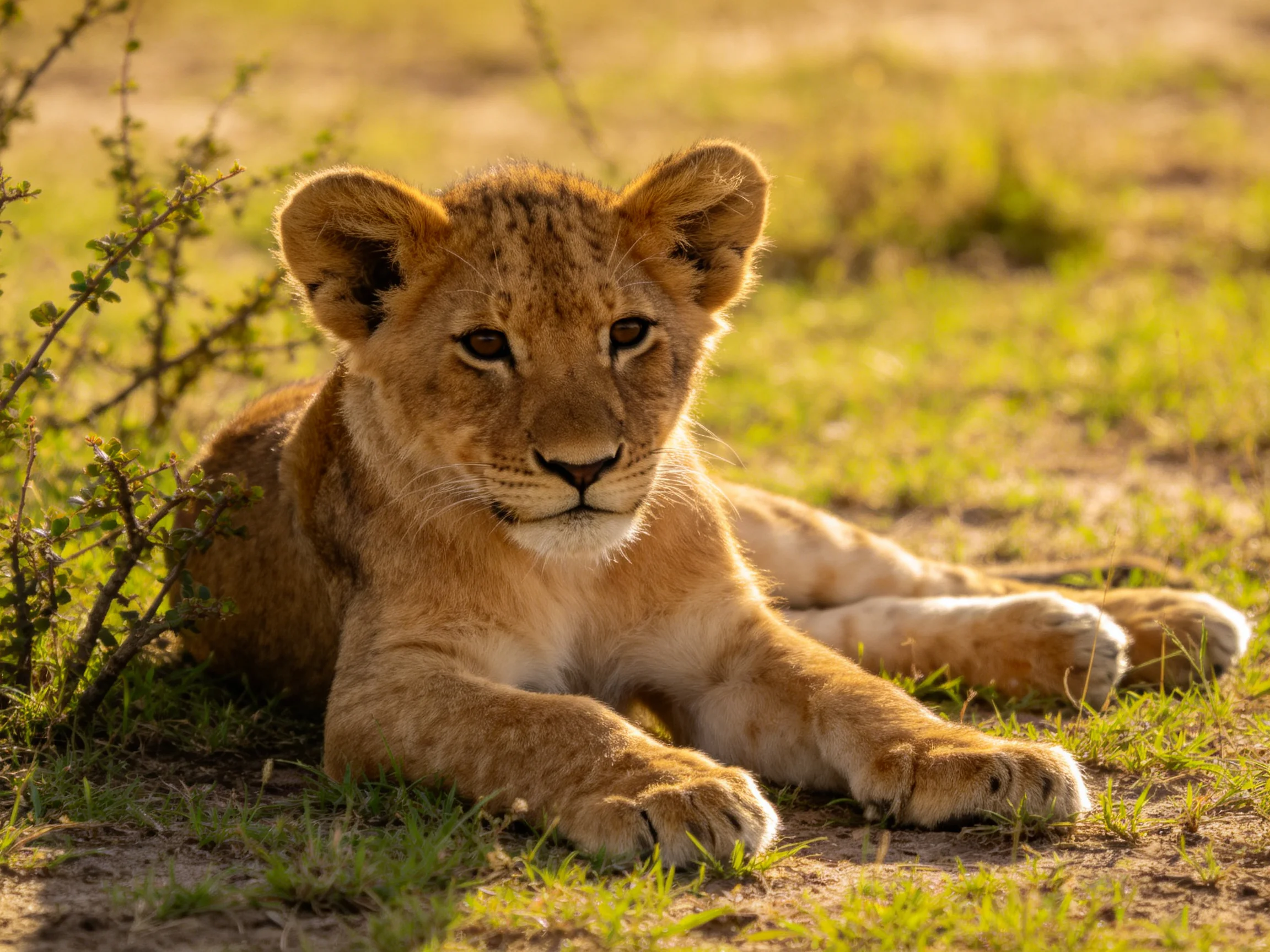 A young lion cub relaxes among grass and shrubs in a sunlit setting.