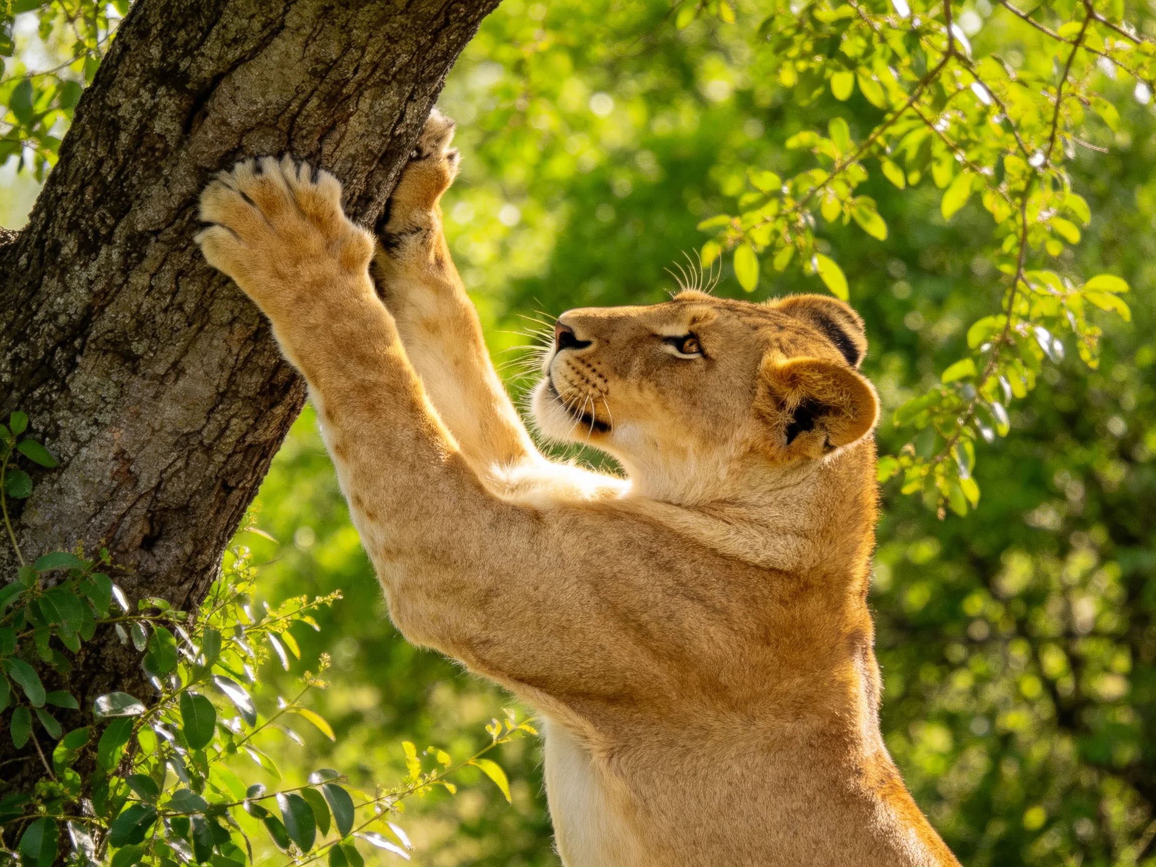 A young lioness reaches toward a gnarled tree trunk amid lush greenery